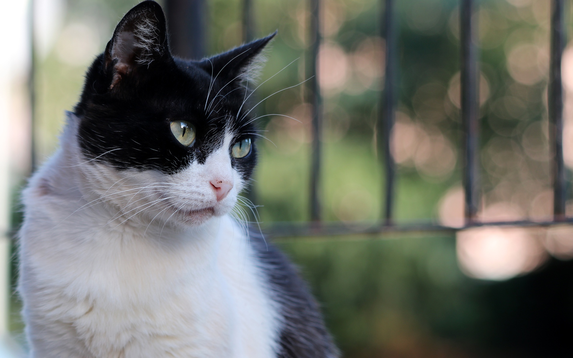 Серьезный взгляд красивого зеленоглазого черно-белого кота