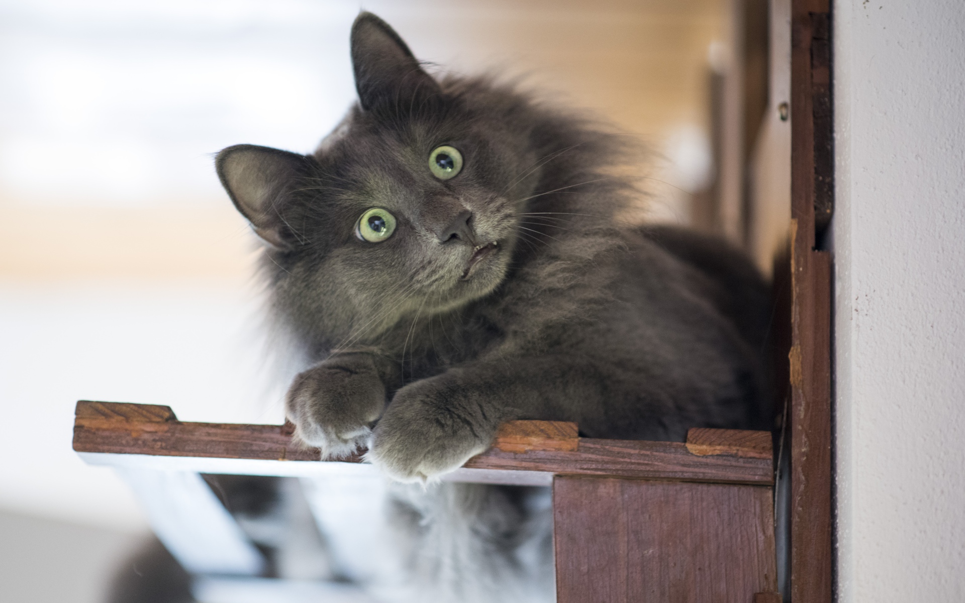 Удивленный взгляд зеленоглазого серого кота