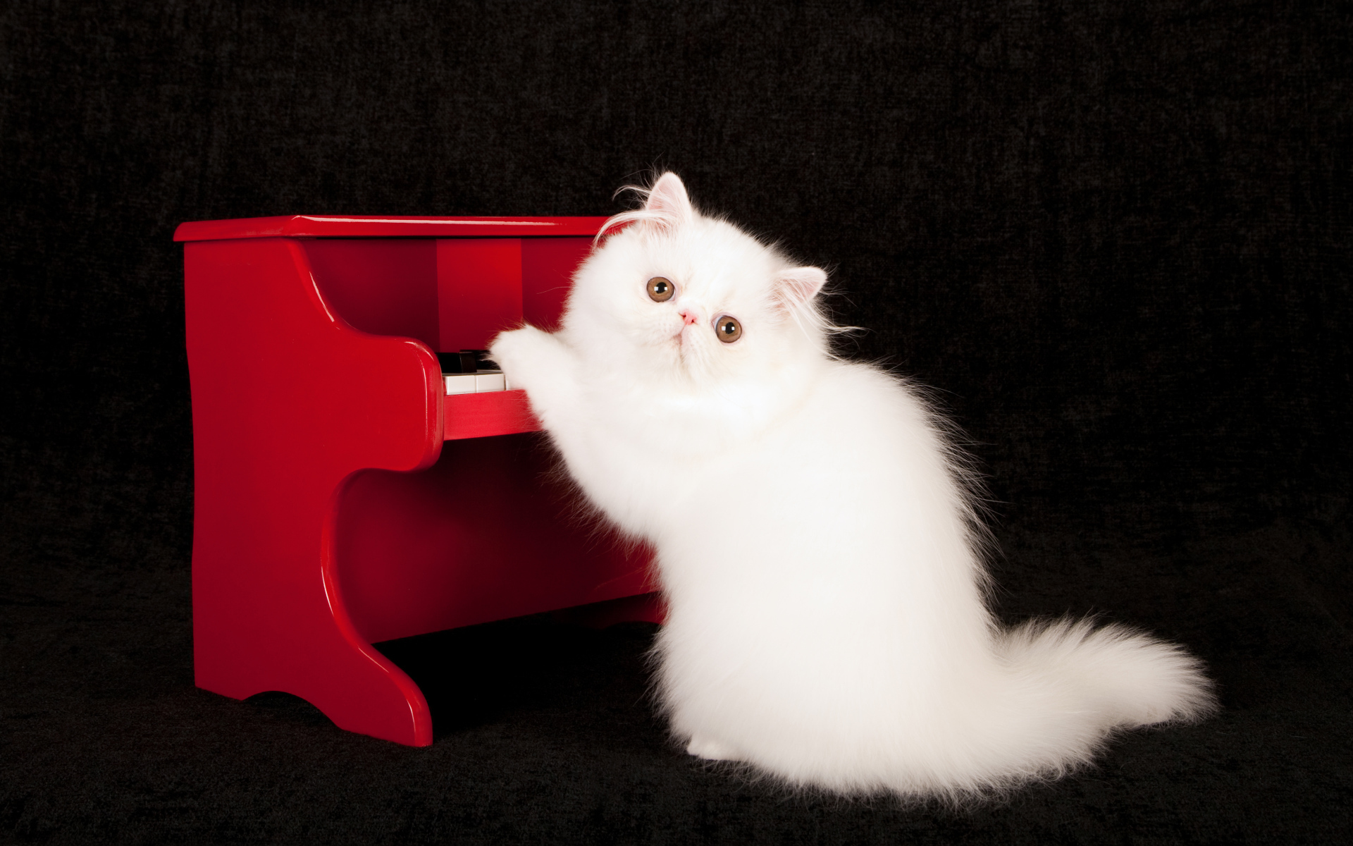 Белый пушистый кот с красным пианино на черном фоне