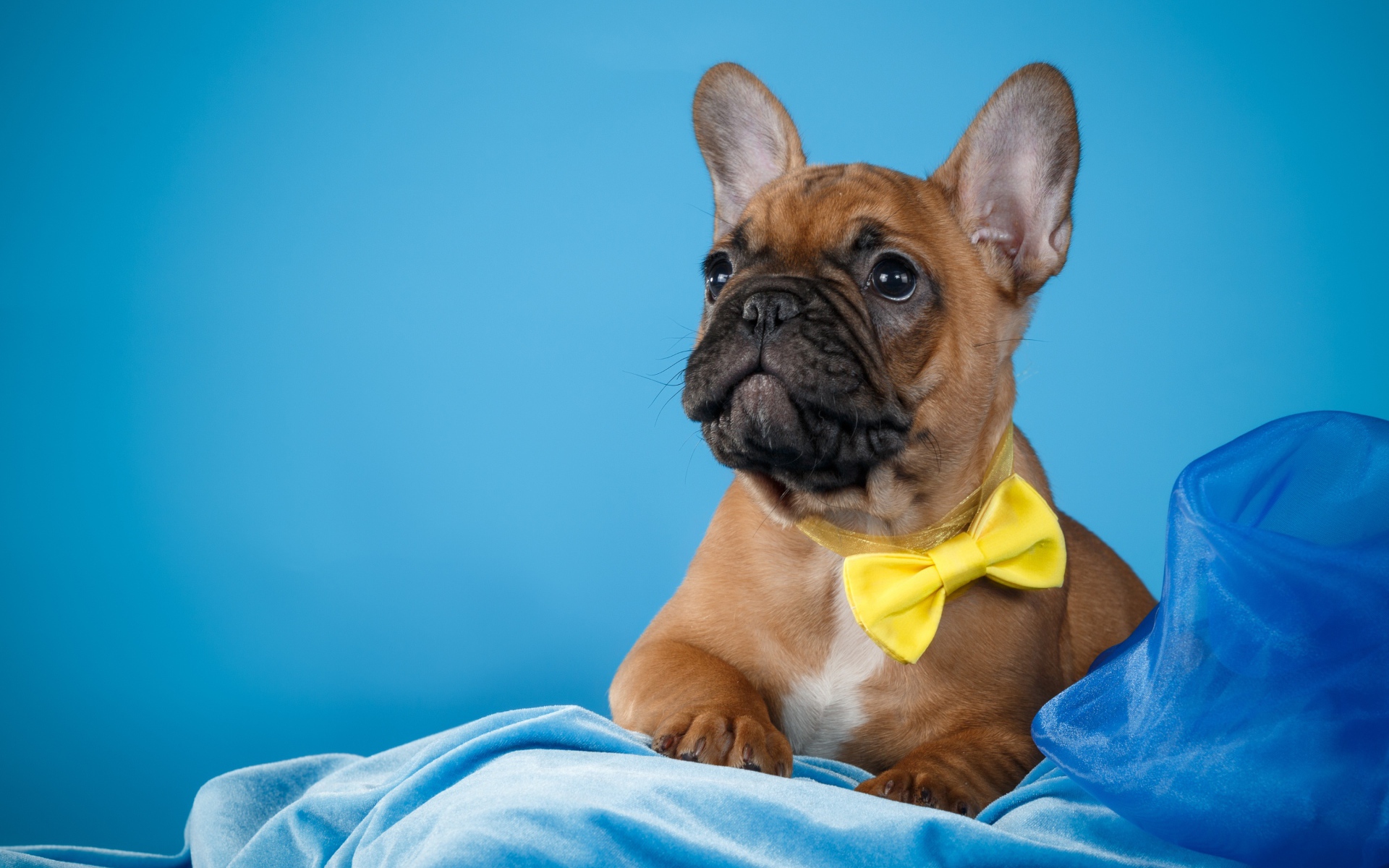 Puppy of the French Bulldog with an Yellow Bow