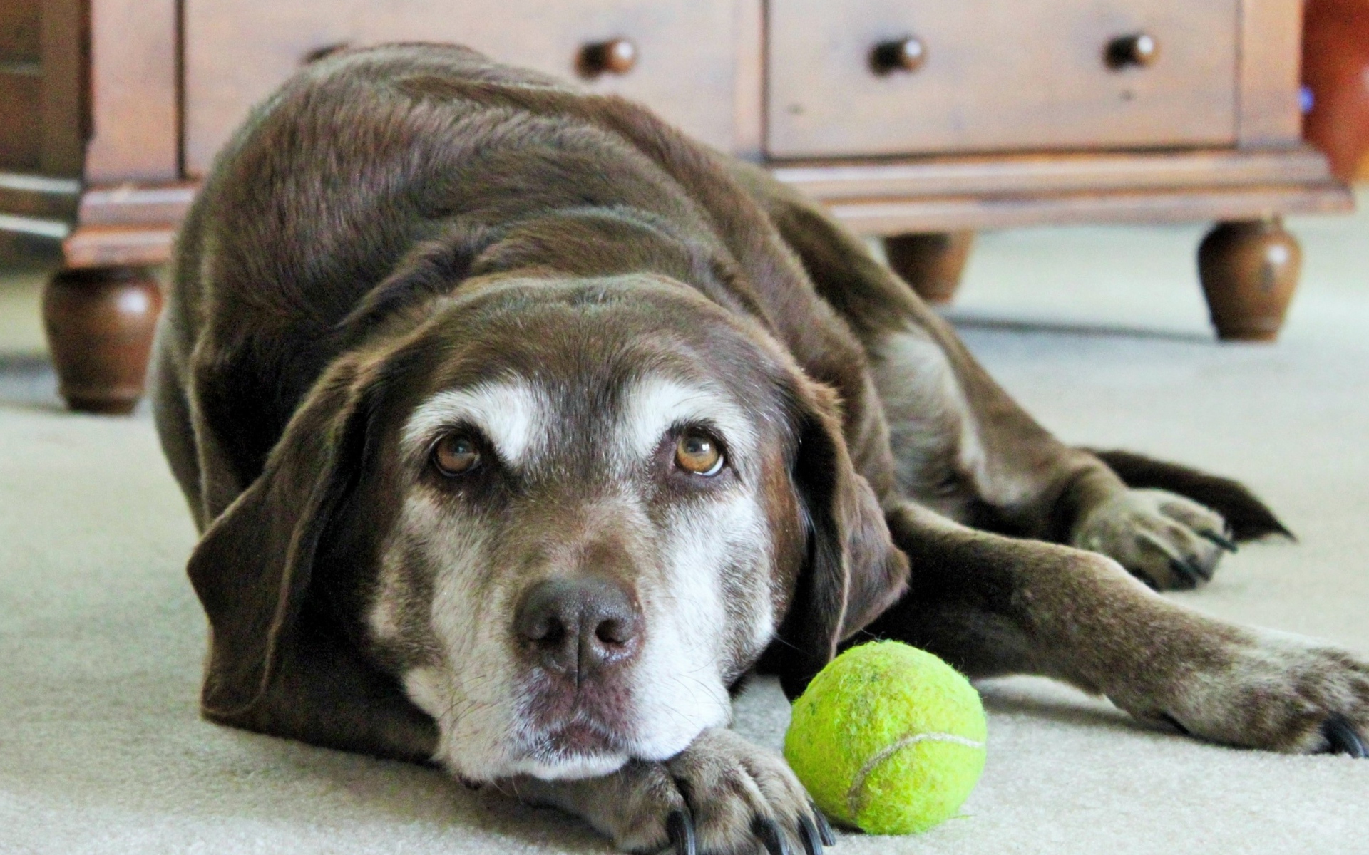 Грустная собака с теннисным мячом  