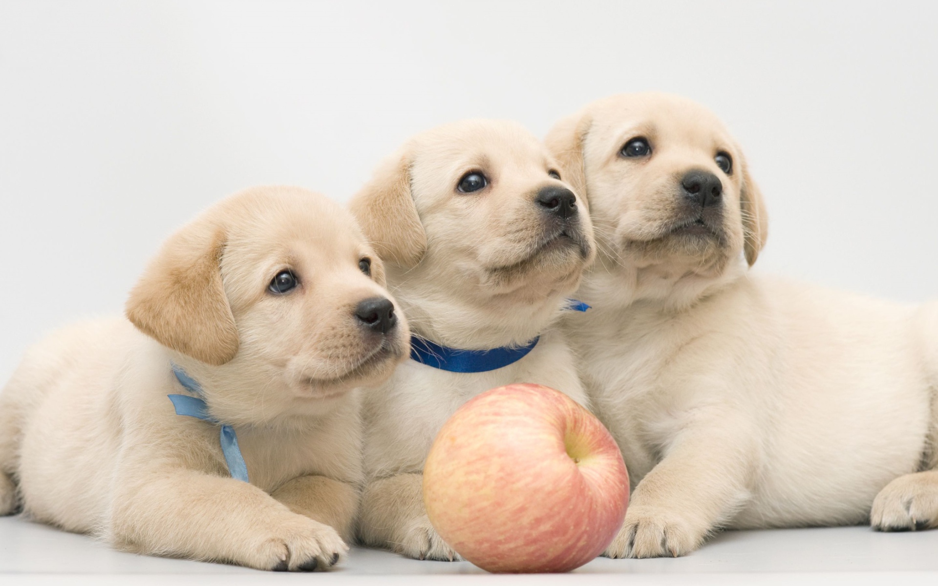 Три забавных щенка золотистого ретривера с яблоком