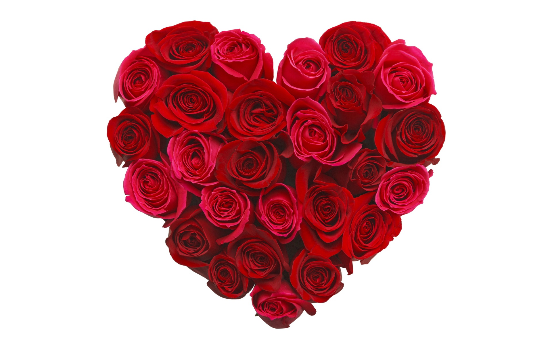 Сердце из красивых красных роз на белом фоне