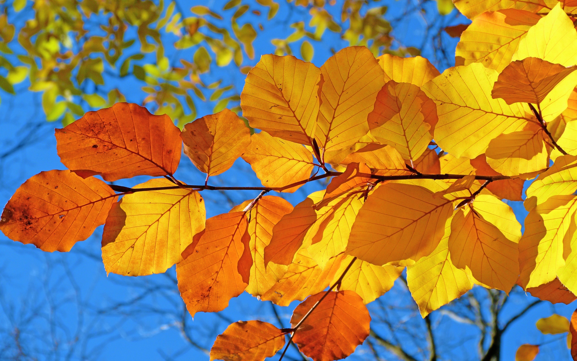 Ветка с желтыми листьями под голубым осенним небом