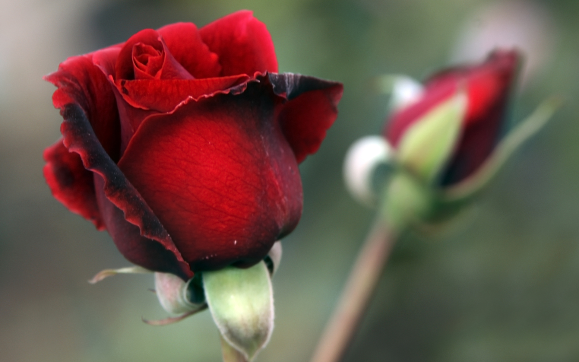 Цветок красной розы с бутоном крупным планом
