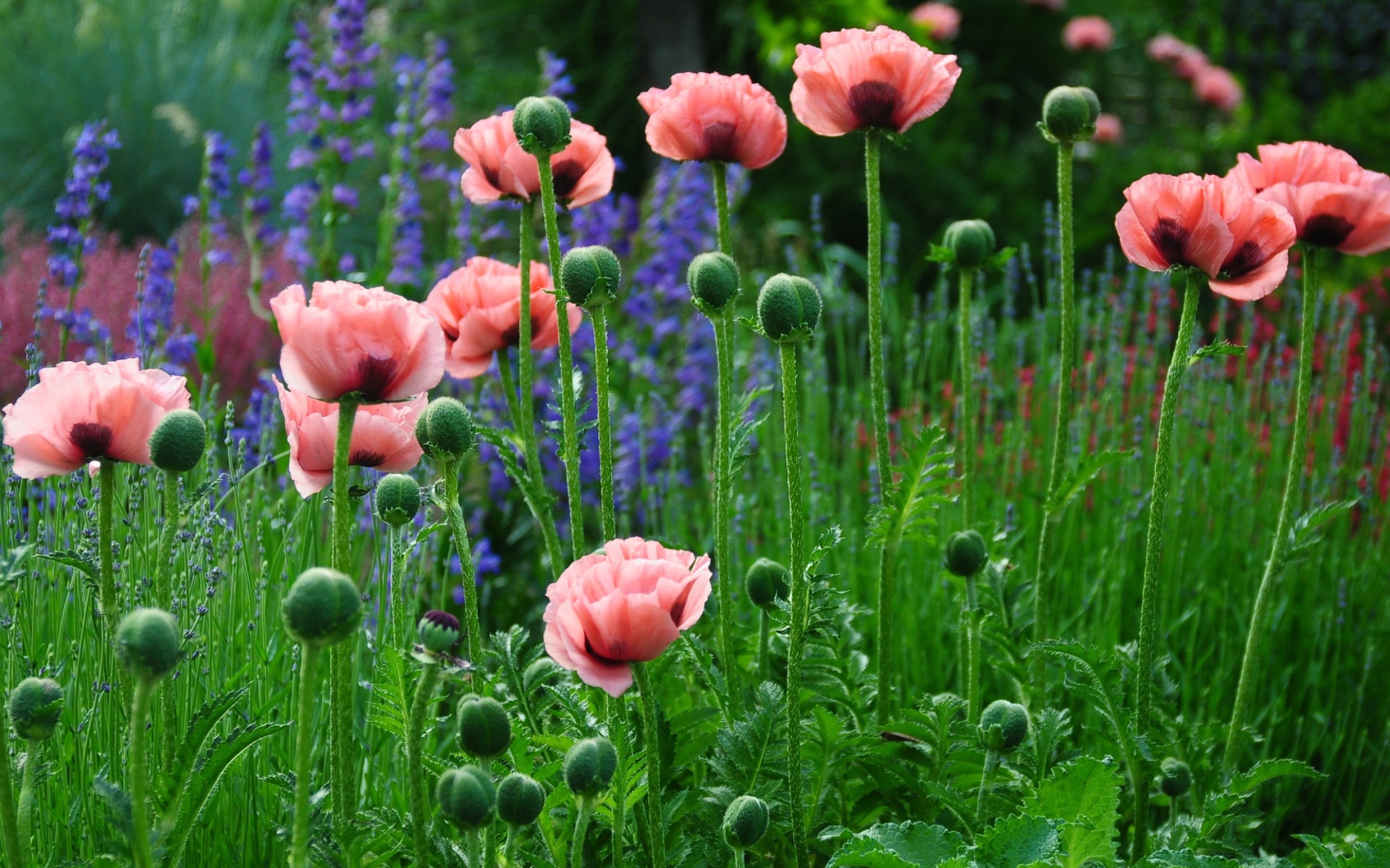 Delicate pink poppies in the field