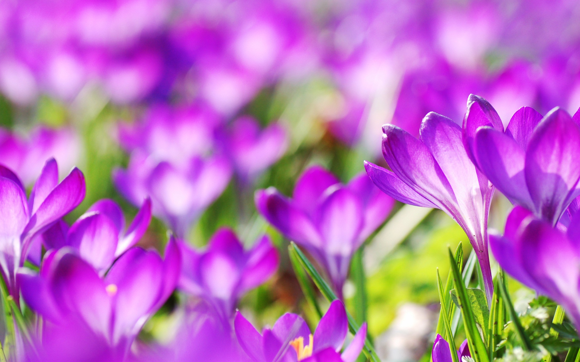 Фиолетовые весенние цветы крокусы 
