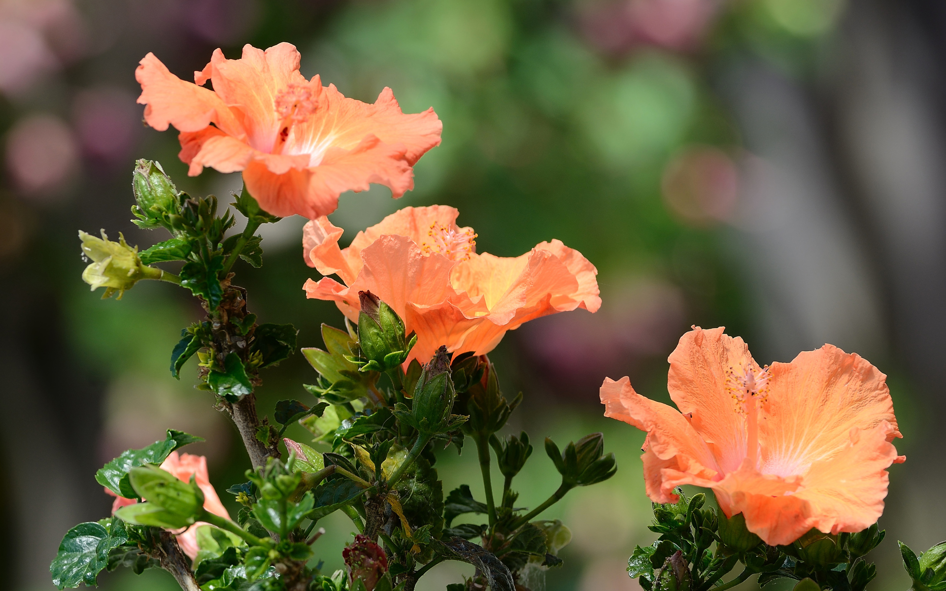 Три красивых оранжевых цветка гибискуса