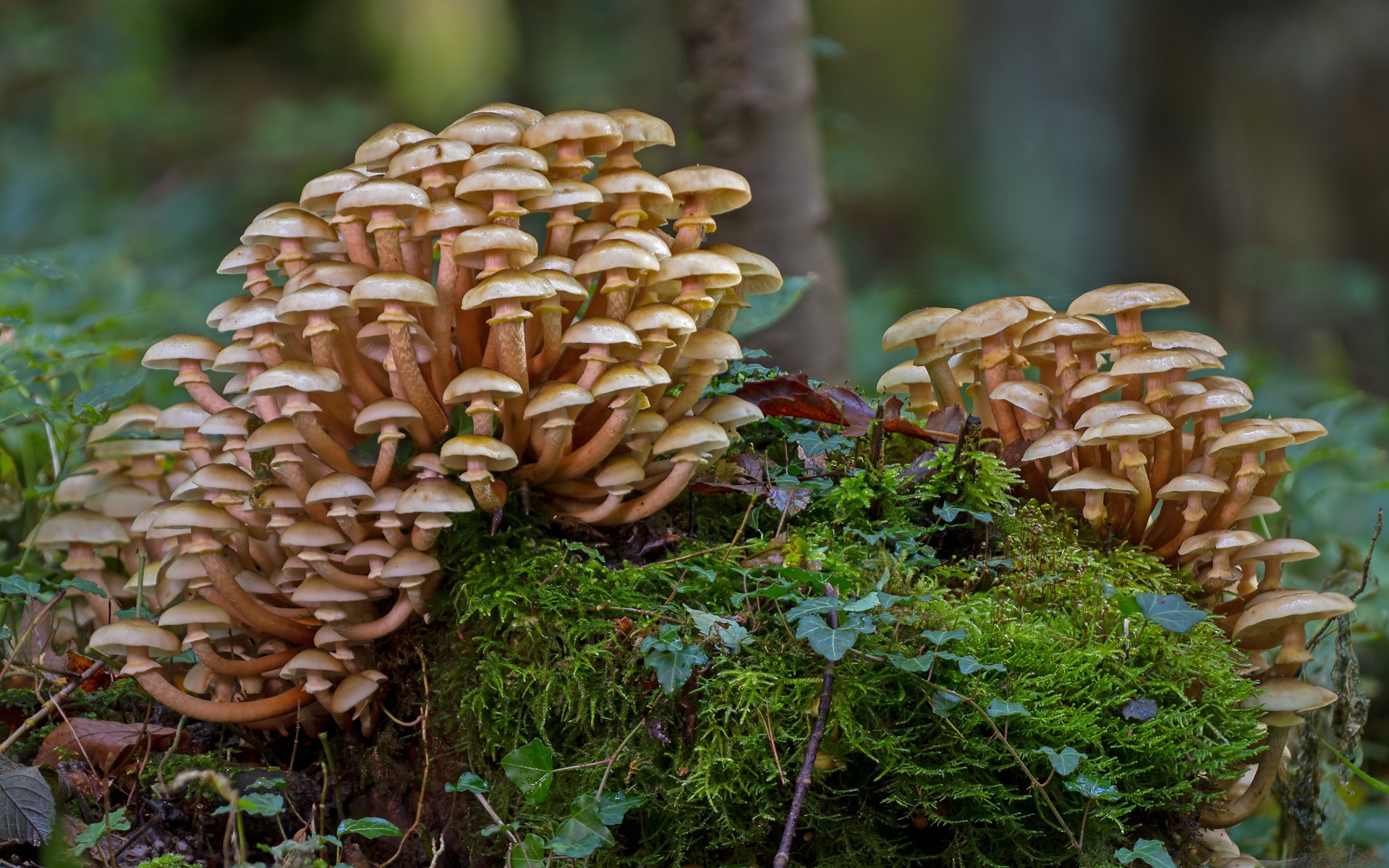Лесные грибы опята растут на покрытым мхом пне