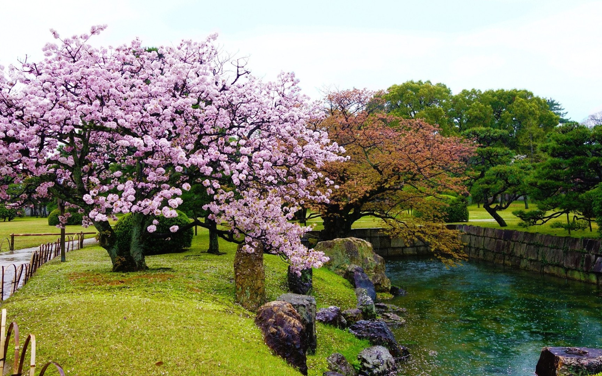 Большое цветущее весеннее дерево у водоема  