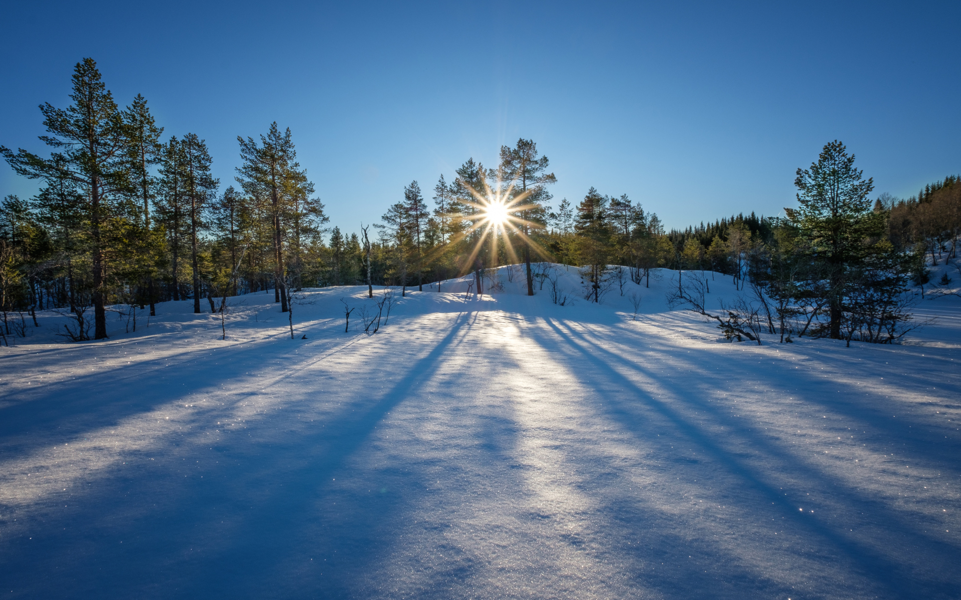 Rays of bright winter sun on a snowy surface in the forest
