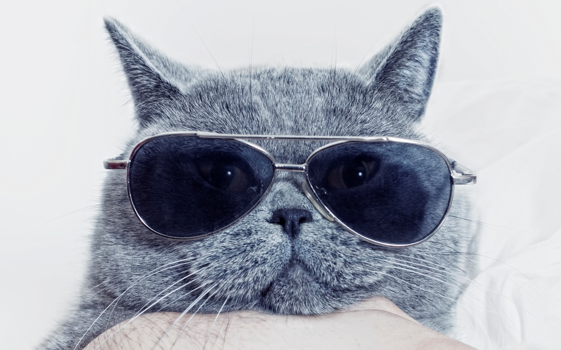 Британский кот в очках