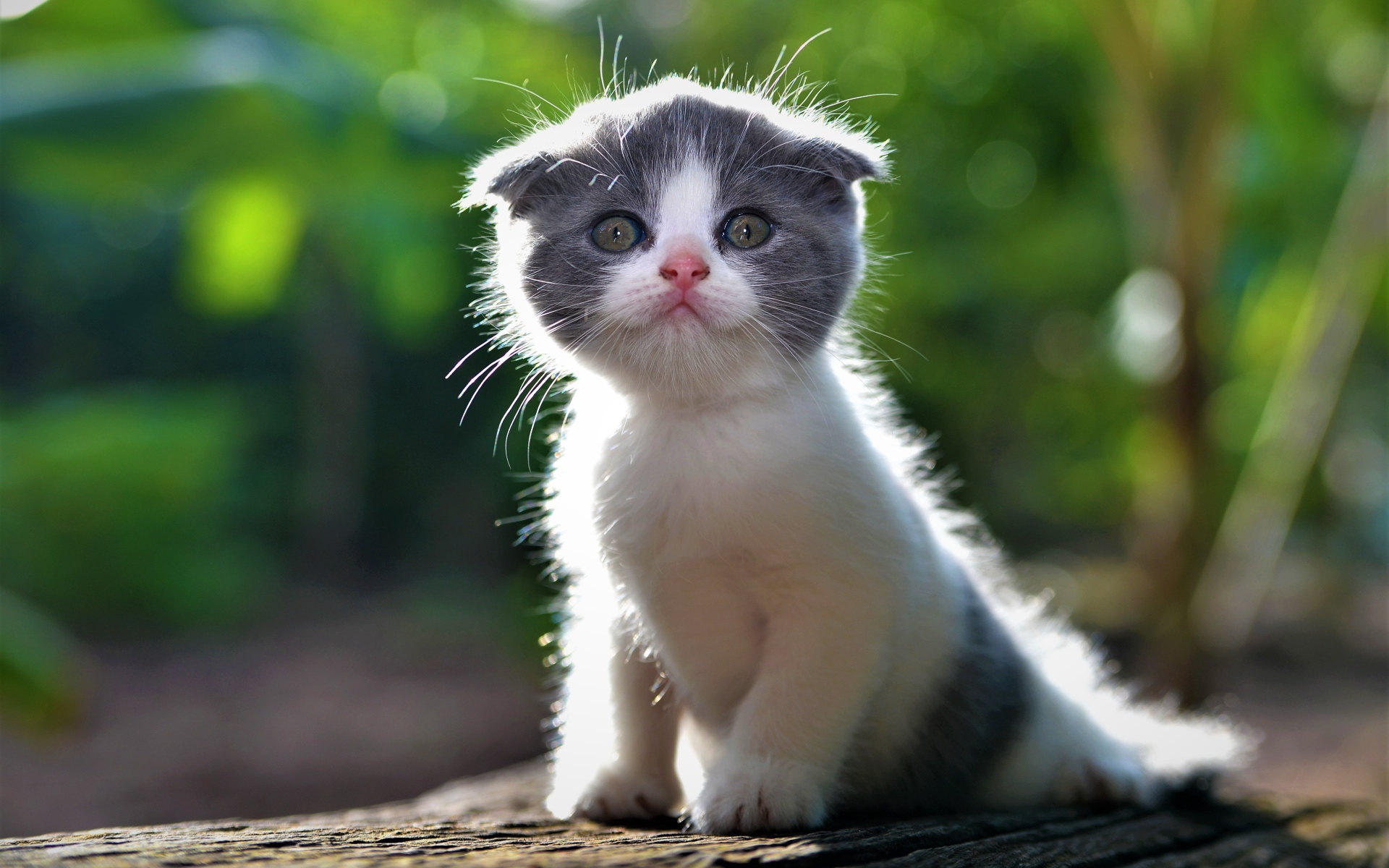 Маленький вислоухий серо-белый котенок