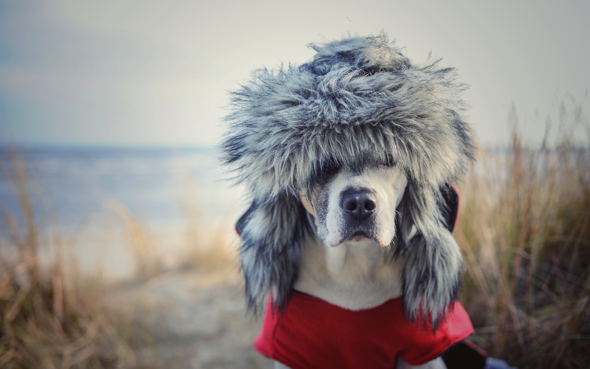 Hunting dog in a warm hat