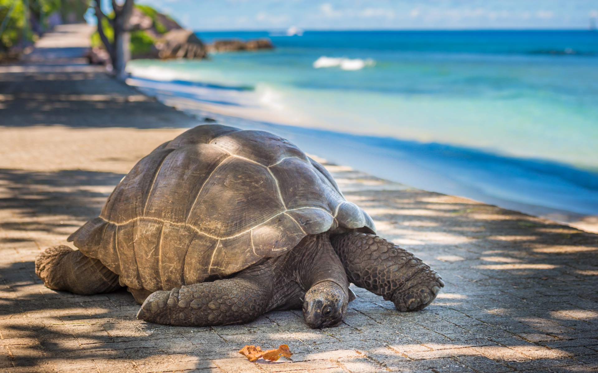 Giant tortoise on the shore