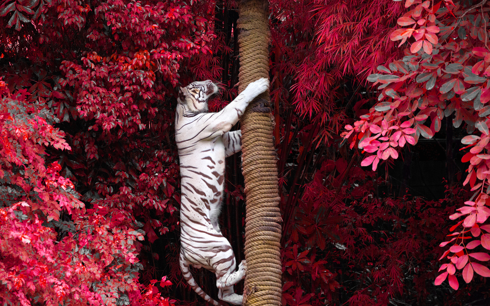 Большой белый тигр лезет на дерево среди красных листьев 