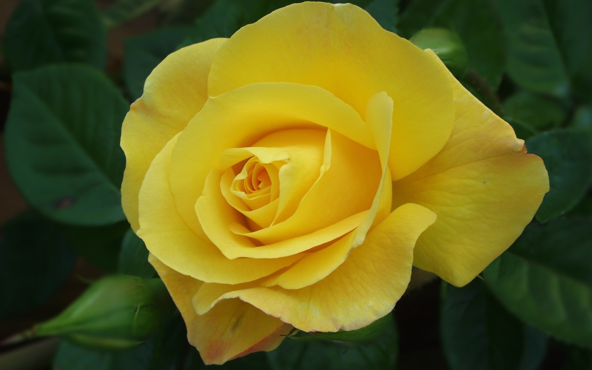 Красивая желтая роза с бутоном крупным планом