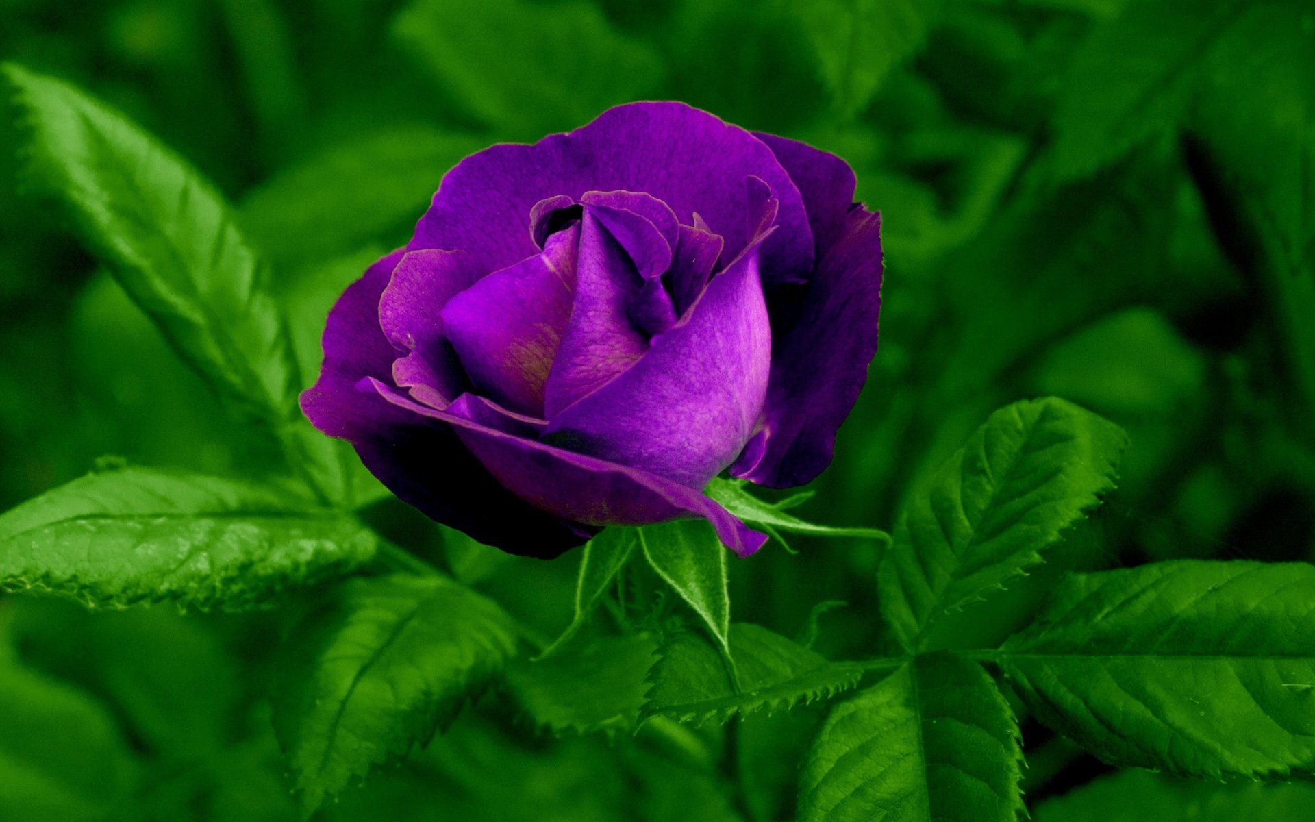 Фиолетовый цветок розы с зелеными листьями