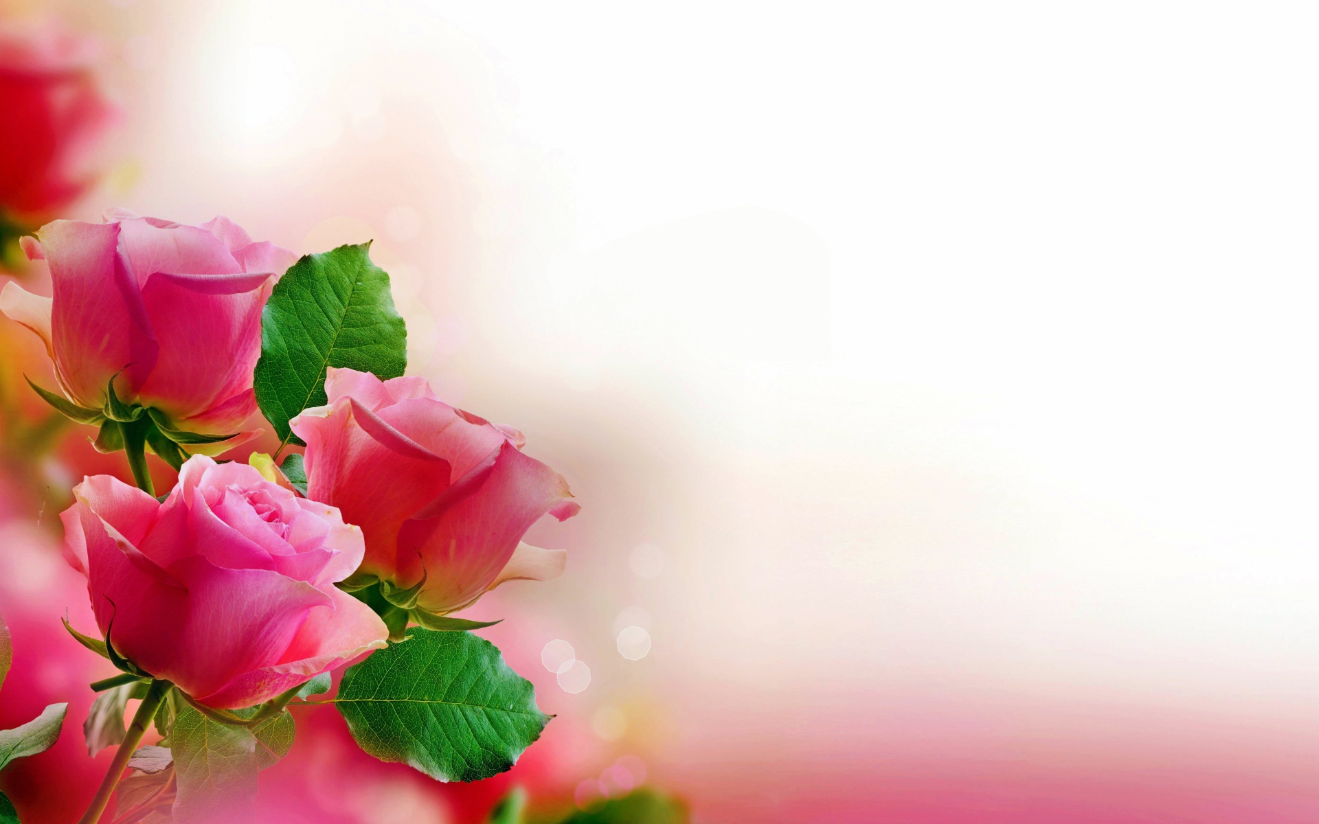 Три розовых розы, шаблон для открытки 