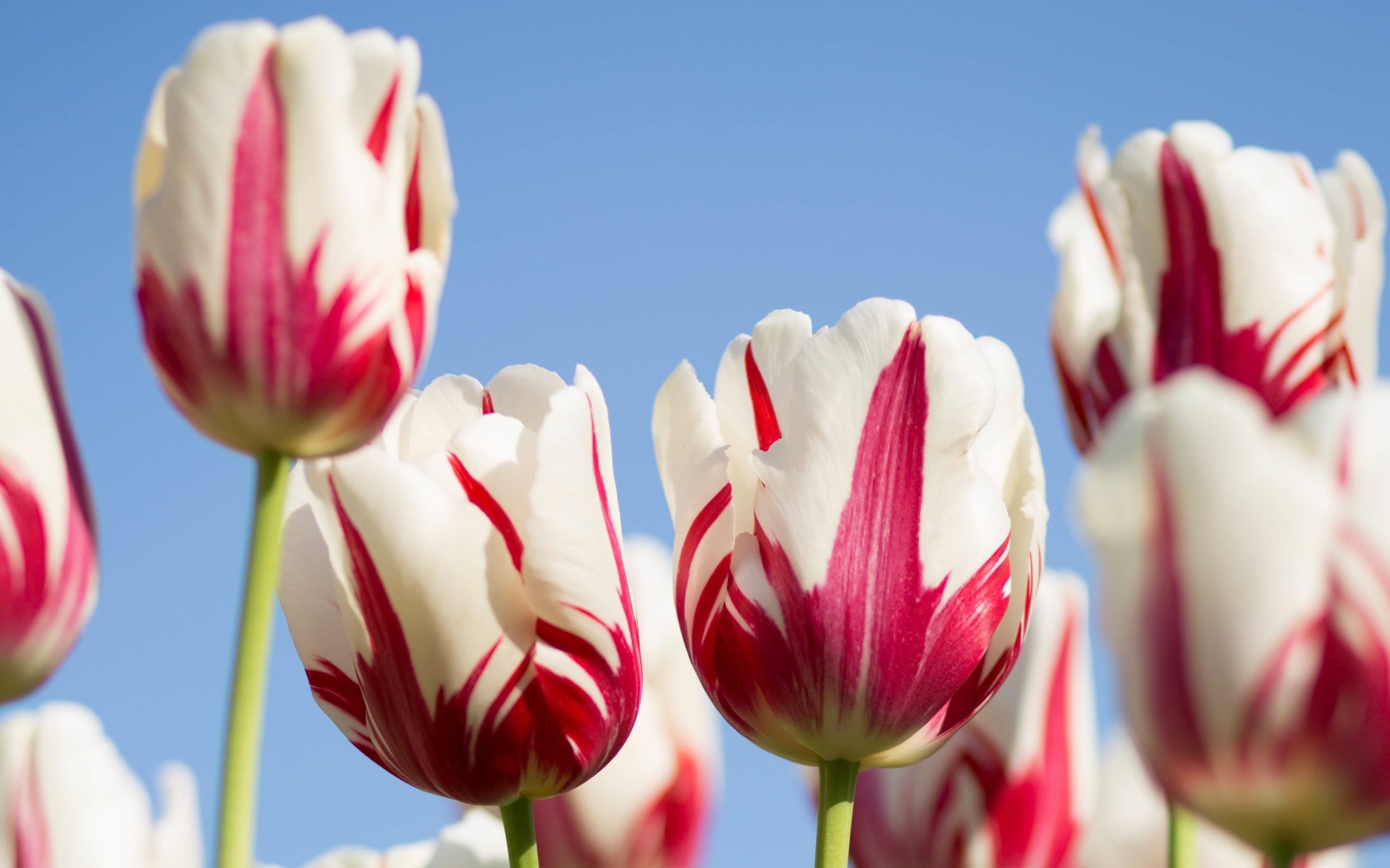 Белые с красным тюльпаны на фоне голубого неба