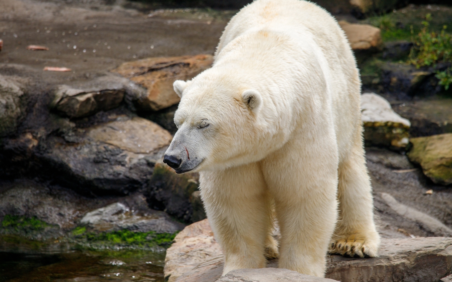 Большой белый медведь стоит у воды в зоопарке