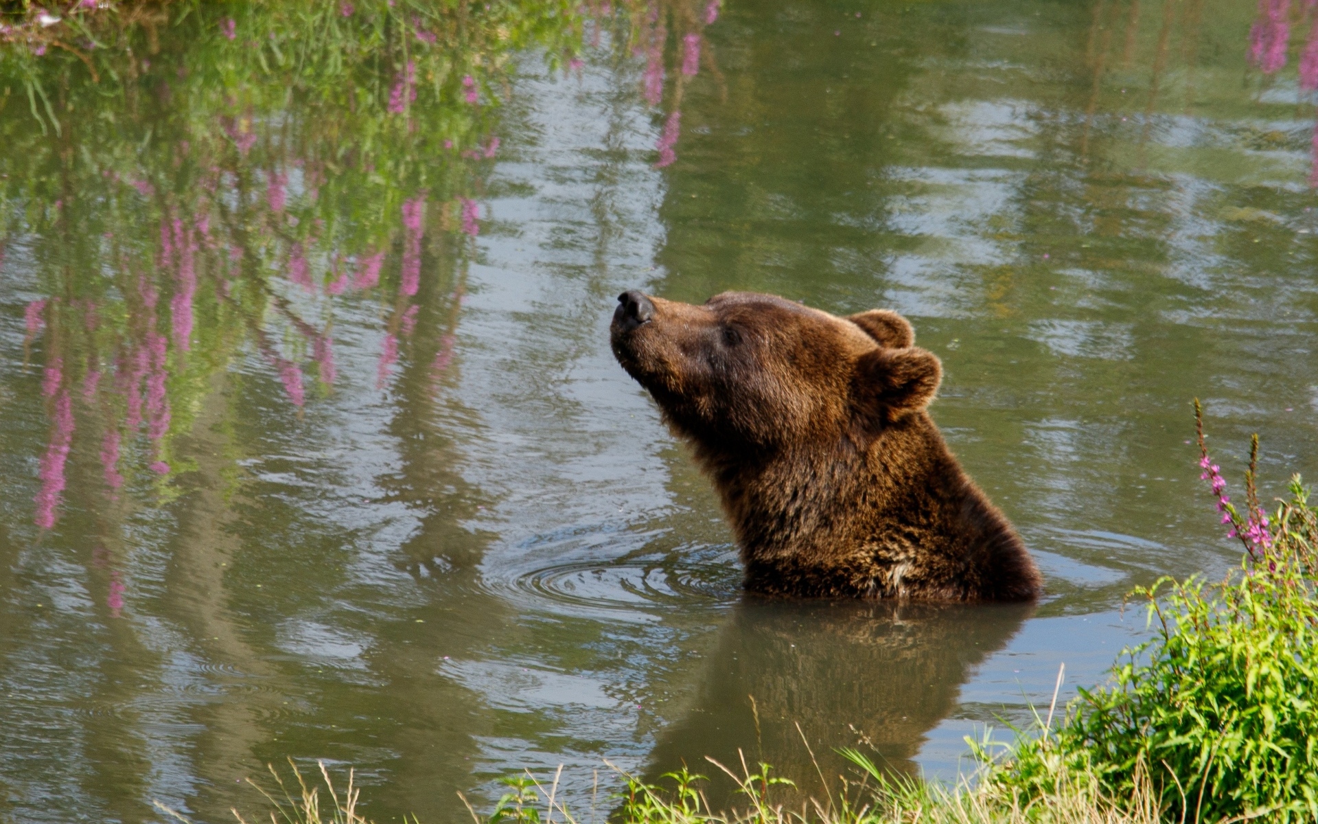 Большой бурый медведь плавает в воде