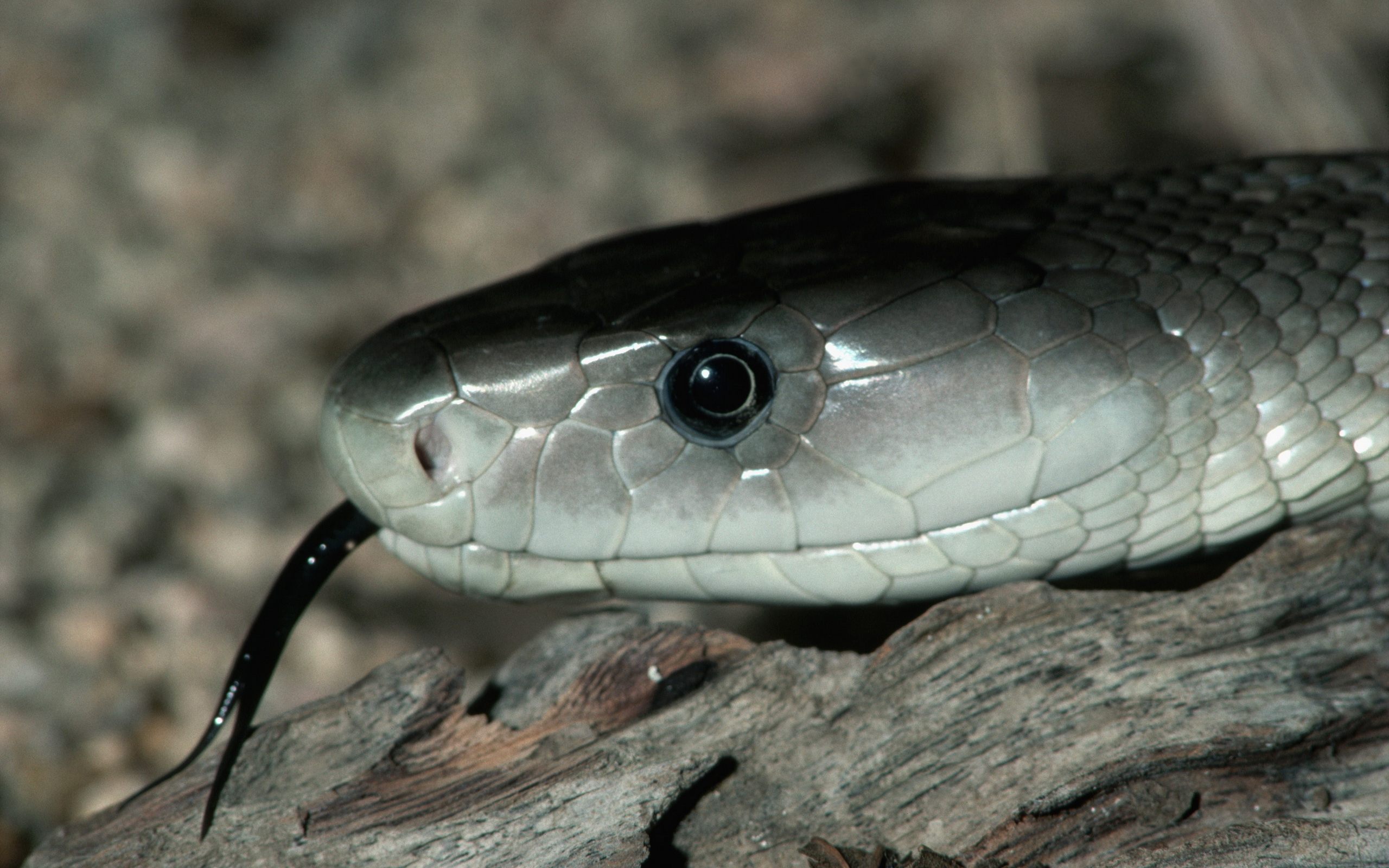 Grey snake wallpapers and images wallpapers, pictures, photos