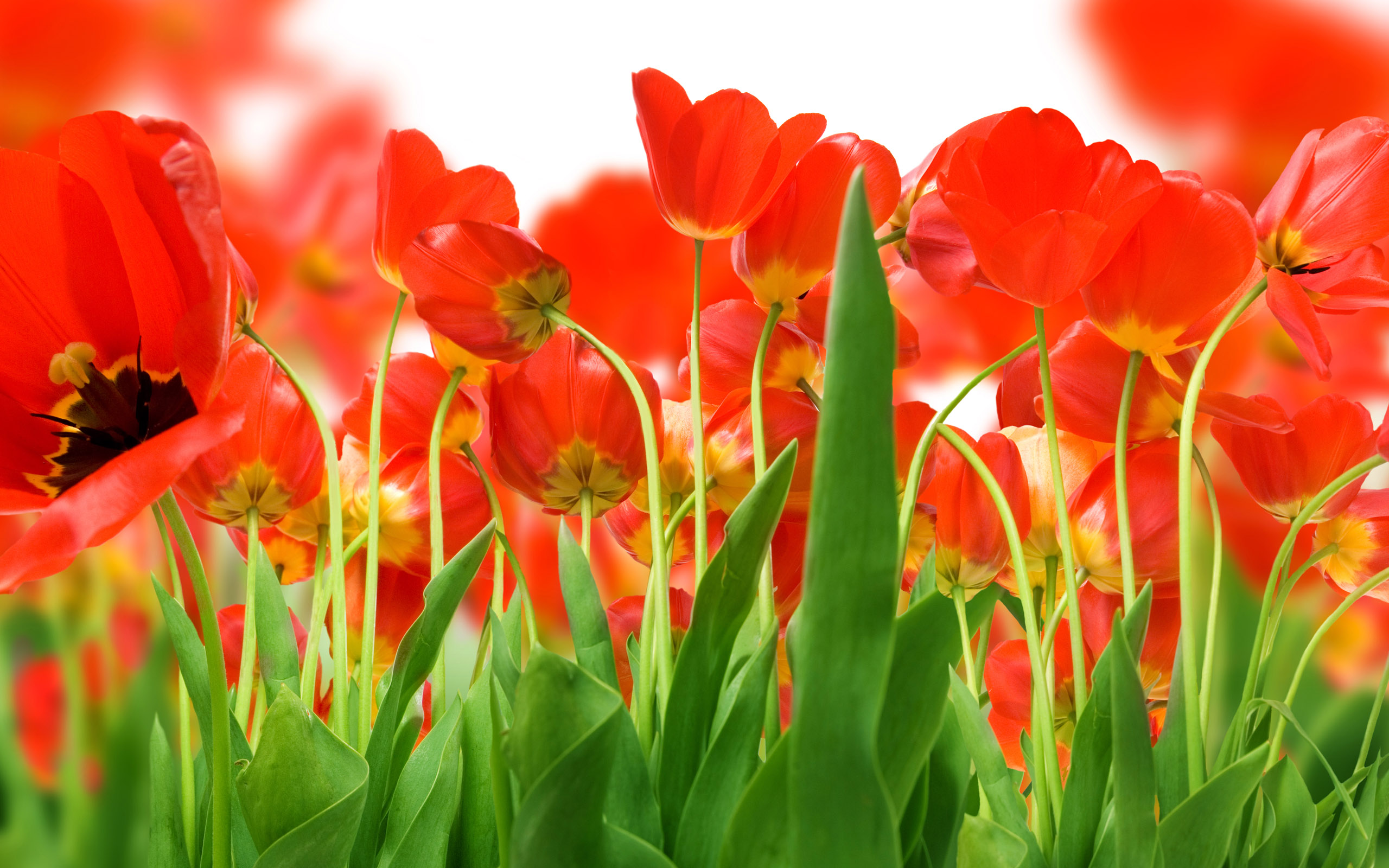 http://www.zastavki.com/pictures/2560x1600/2010/Nature_Flowers_Field_of_red_tulips_021074_.jpg