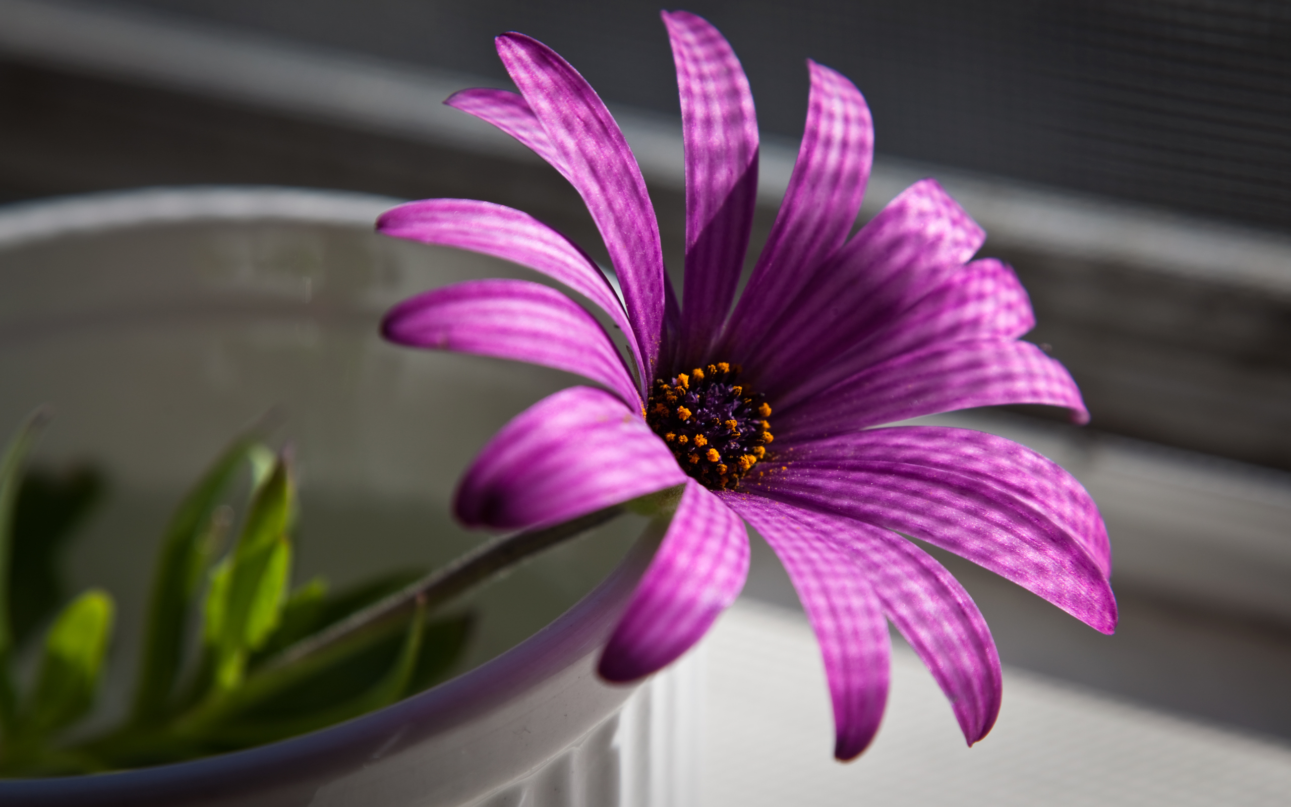 Purple flower wallpapers and images - wallpapers, pictures ...