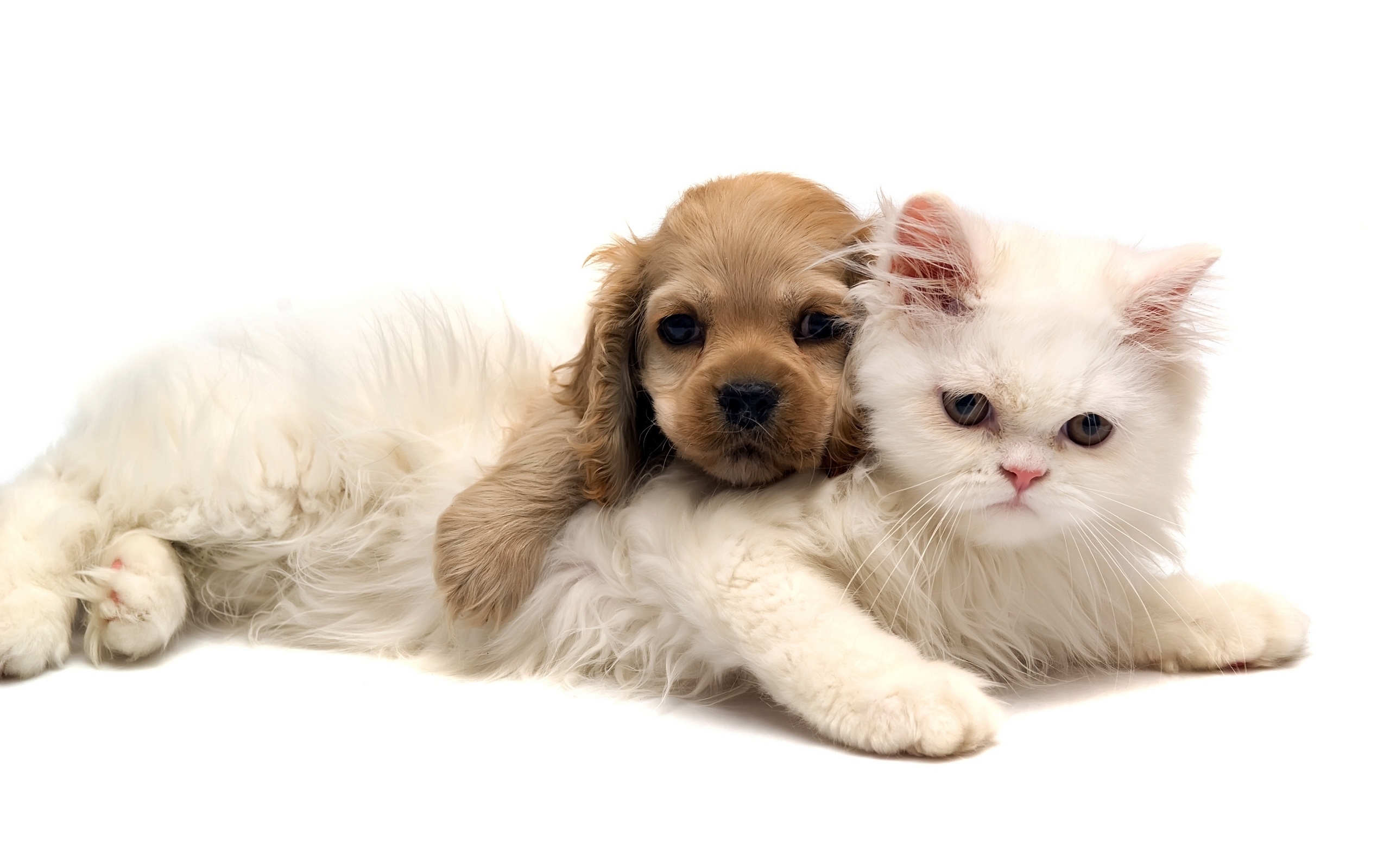 Cat and dog wallpapers and images  wallpapers, pictures, photos