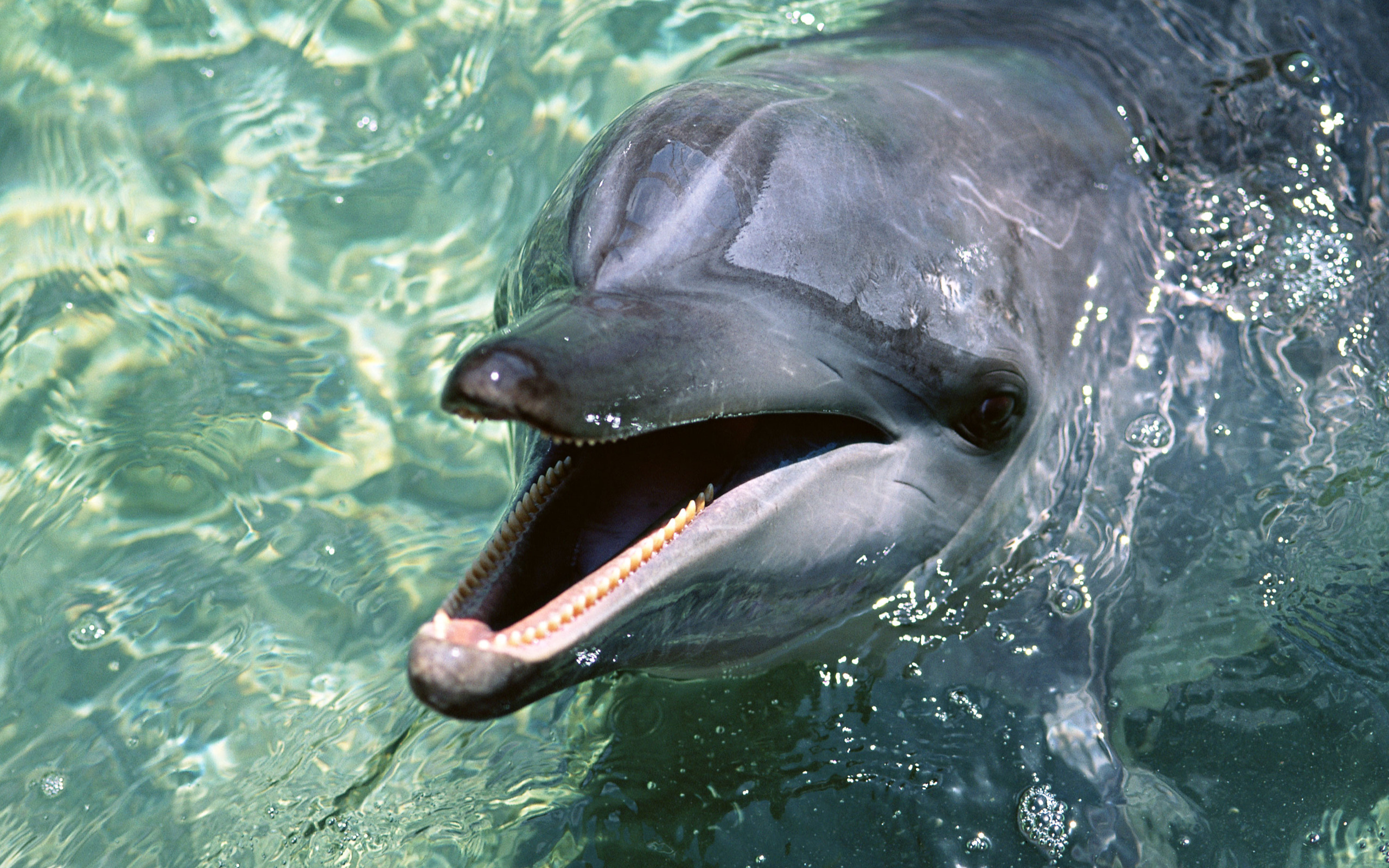 Дельфин 2011 Скачать Бесплатно