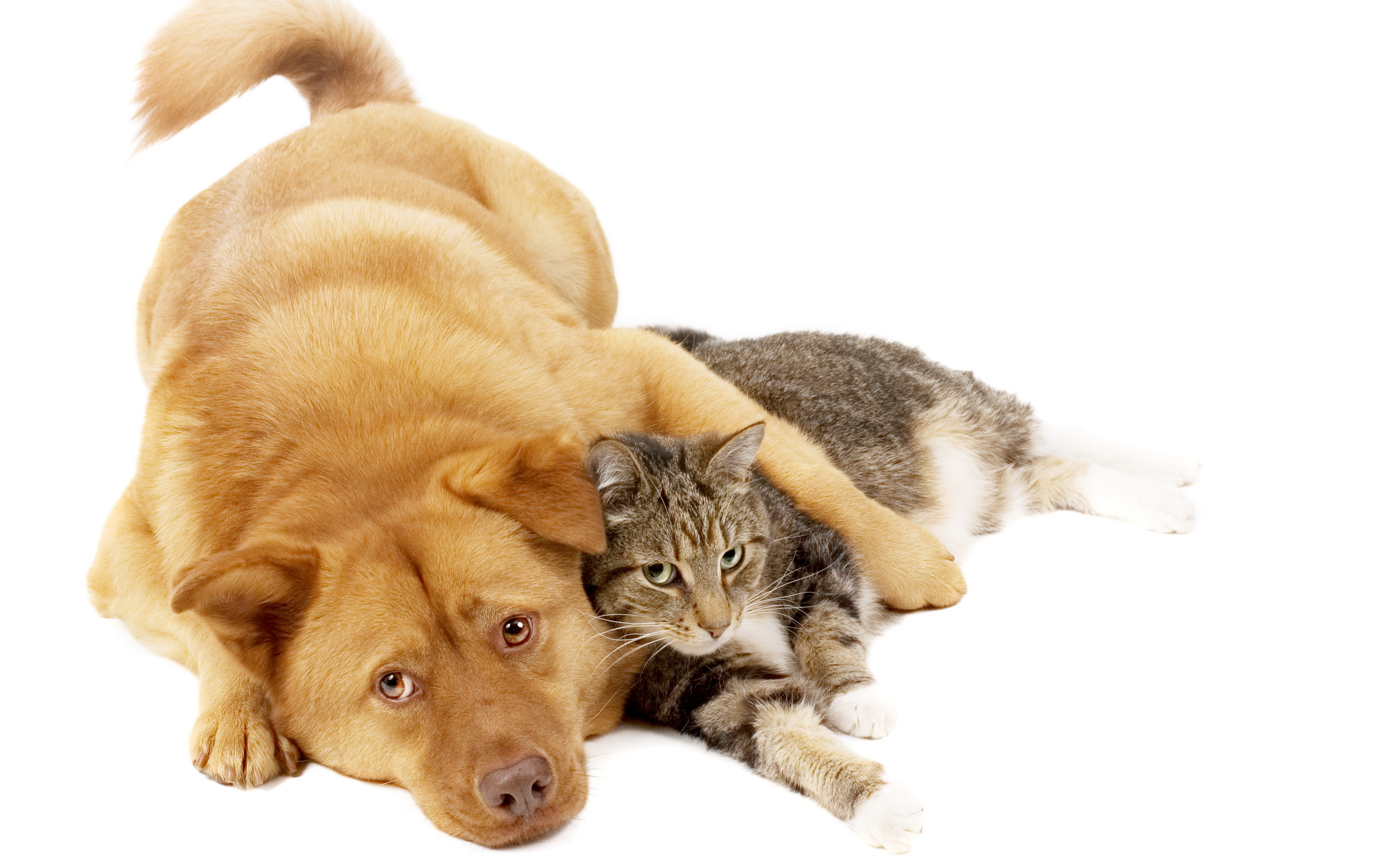 Dog and cat red wallpapers and images wallpapers, pictures, photos