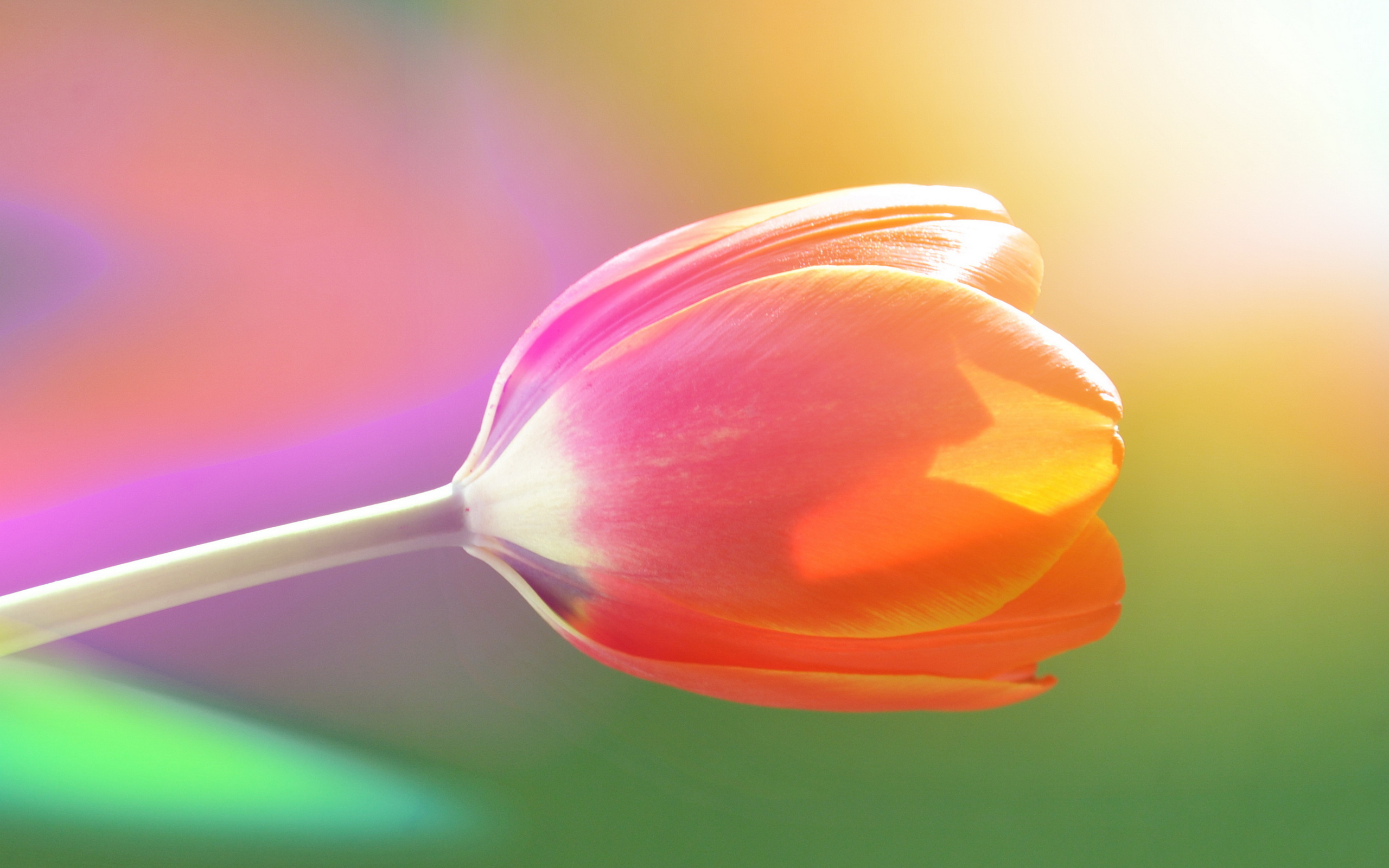 Tulip Desktop wallpapers 1400x1050