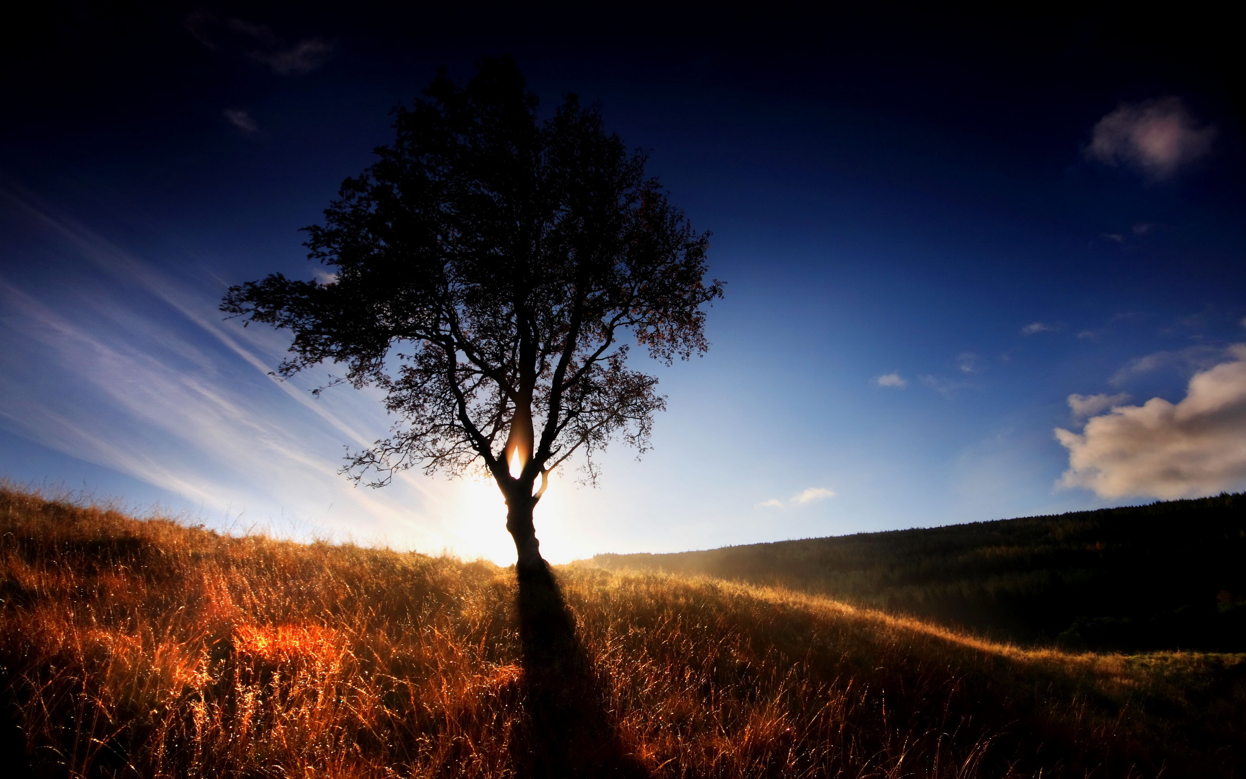 Lonely Tree wallpapers and images - wallpapers, pictures, photos