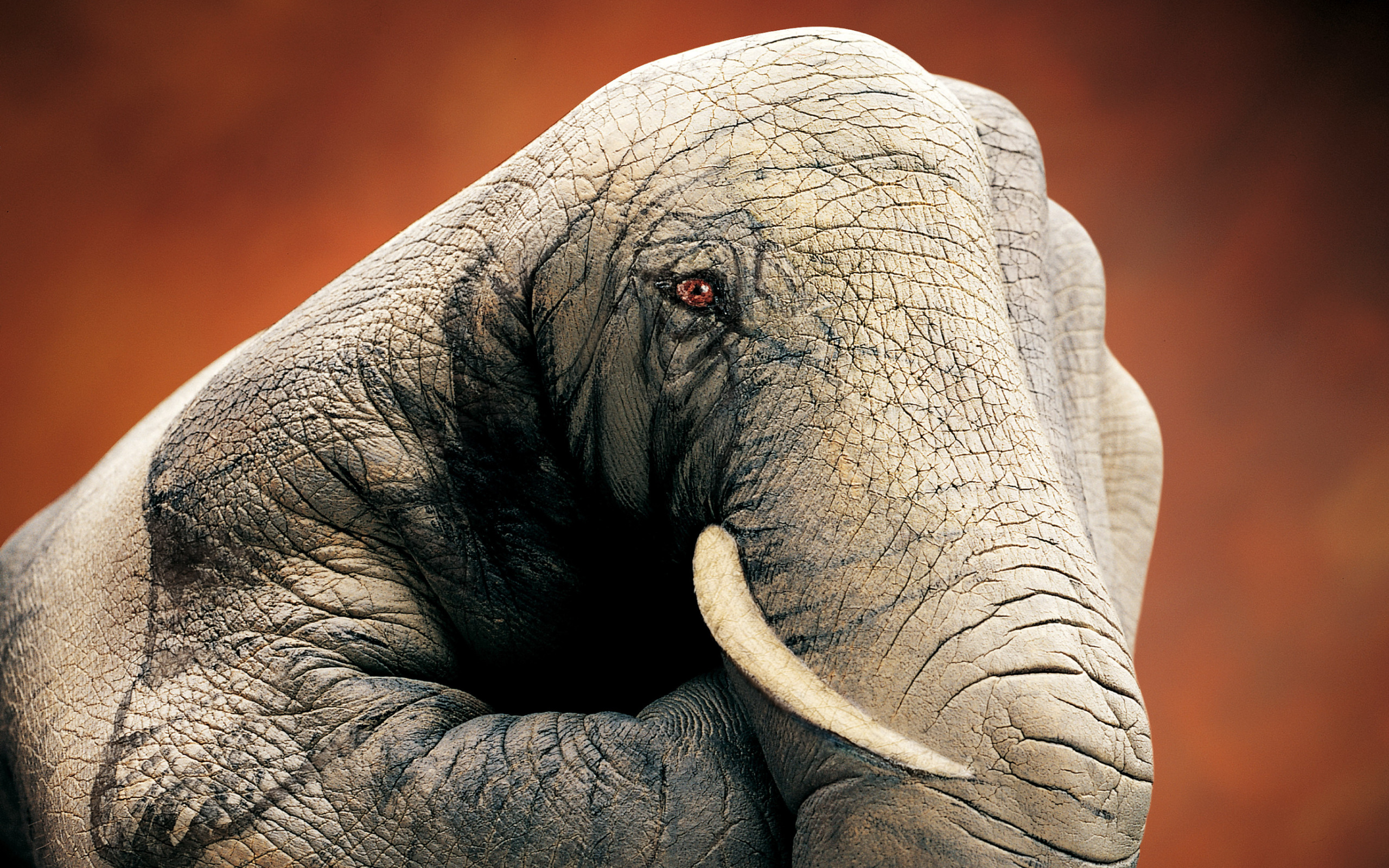 Elephant hand wallpapers and images wallpapers, pictures, photos
