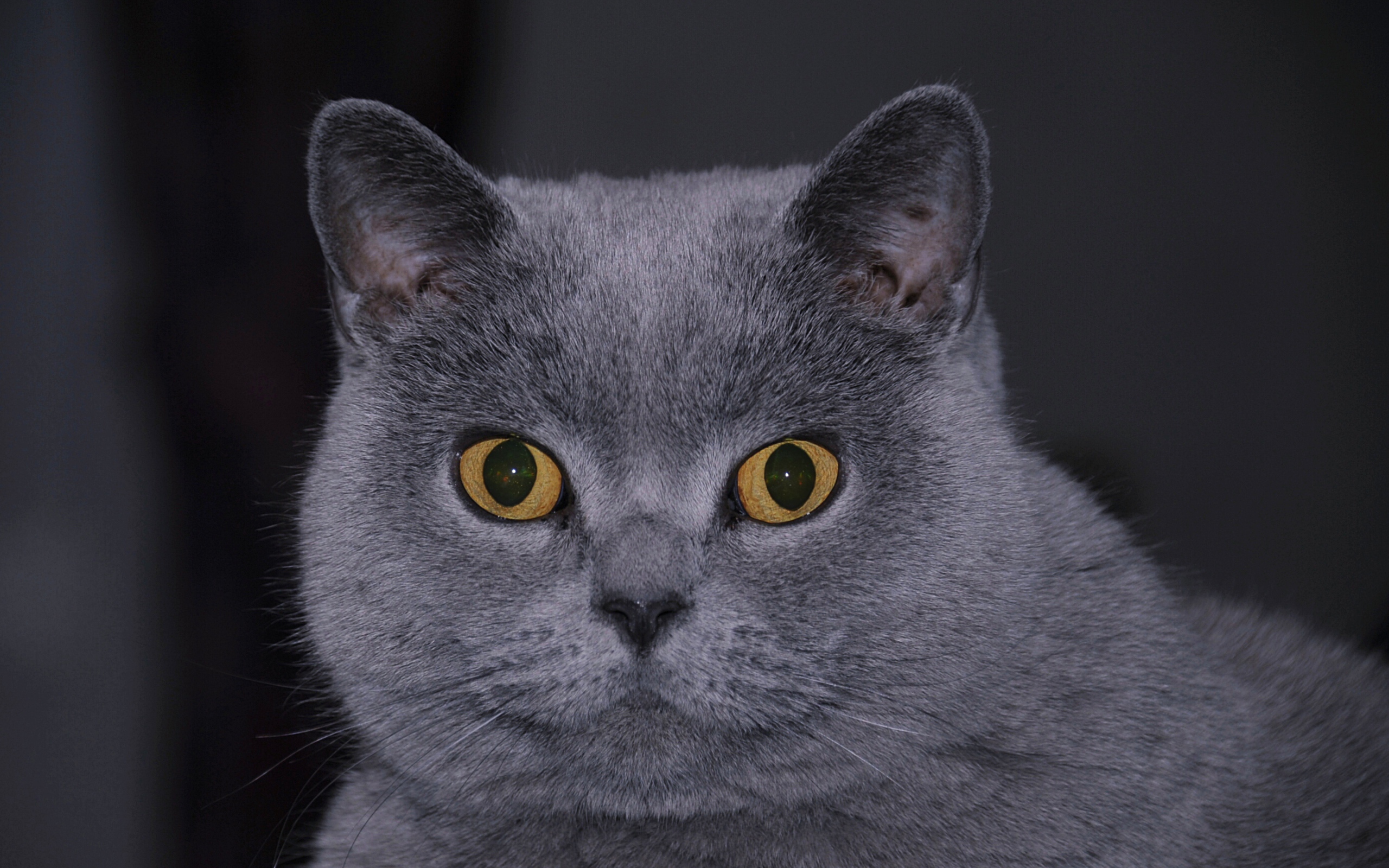Британский кот смотрит в кадр