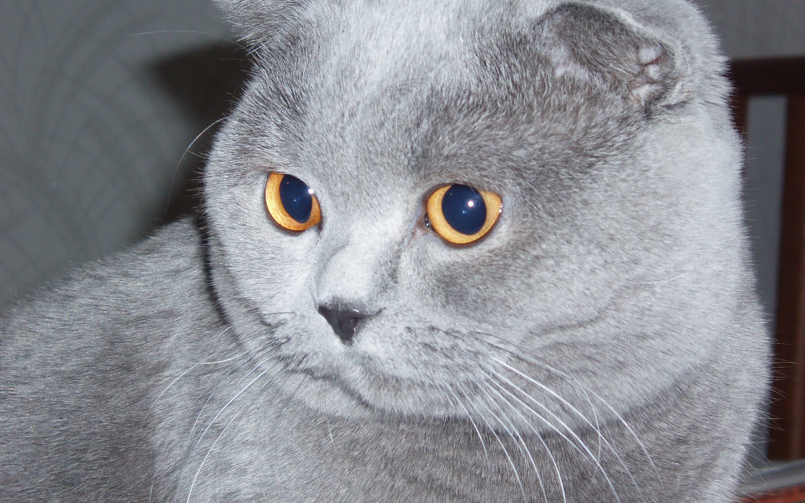 Серый шотландский вислоухий кот