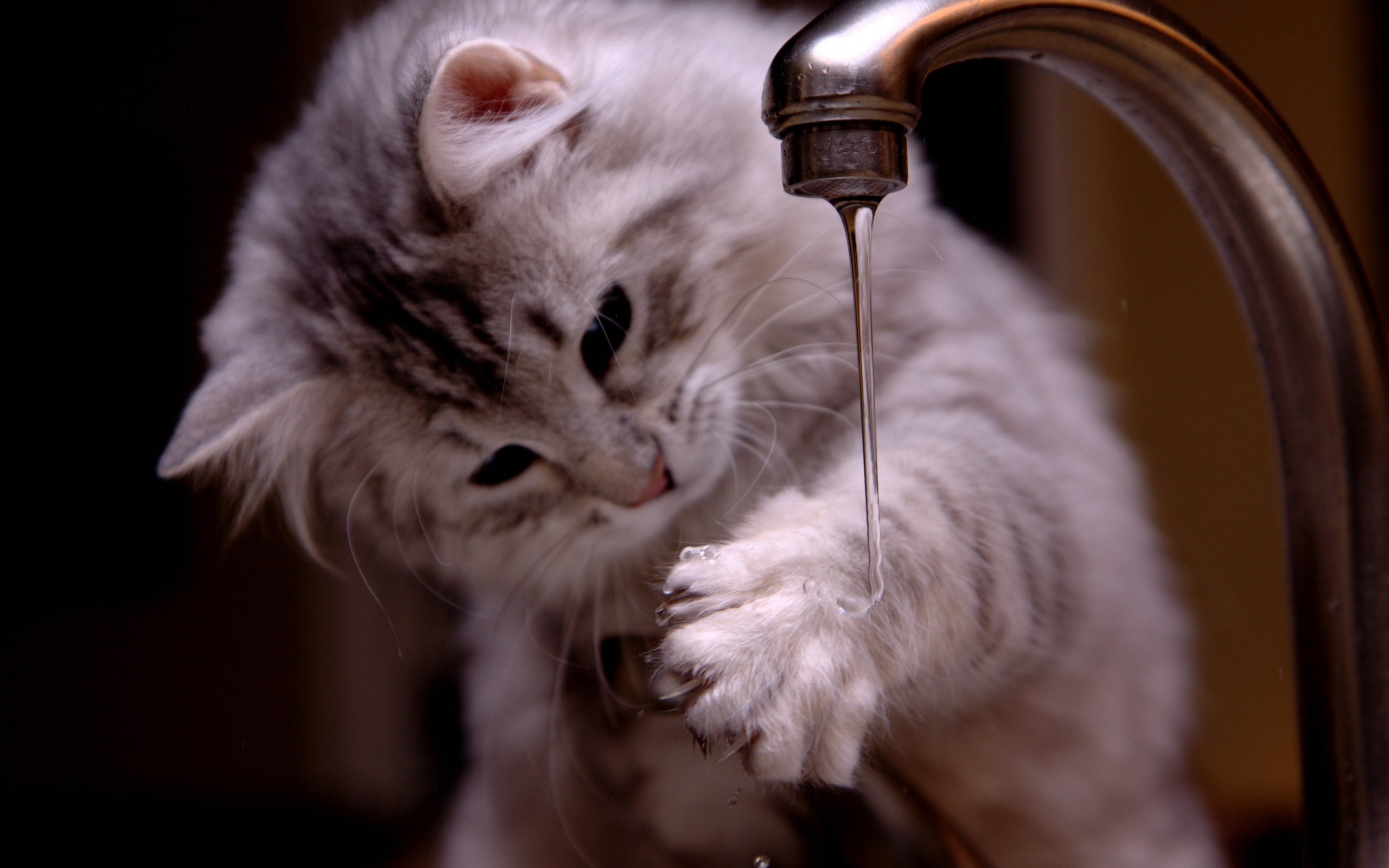 Котенок играет с водой