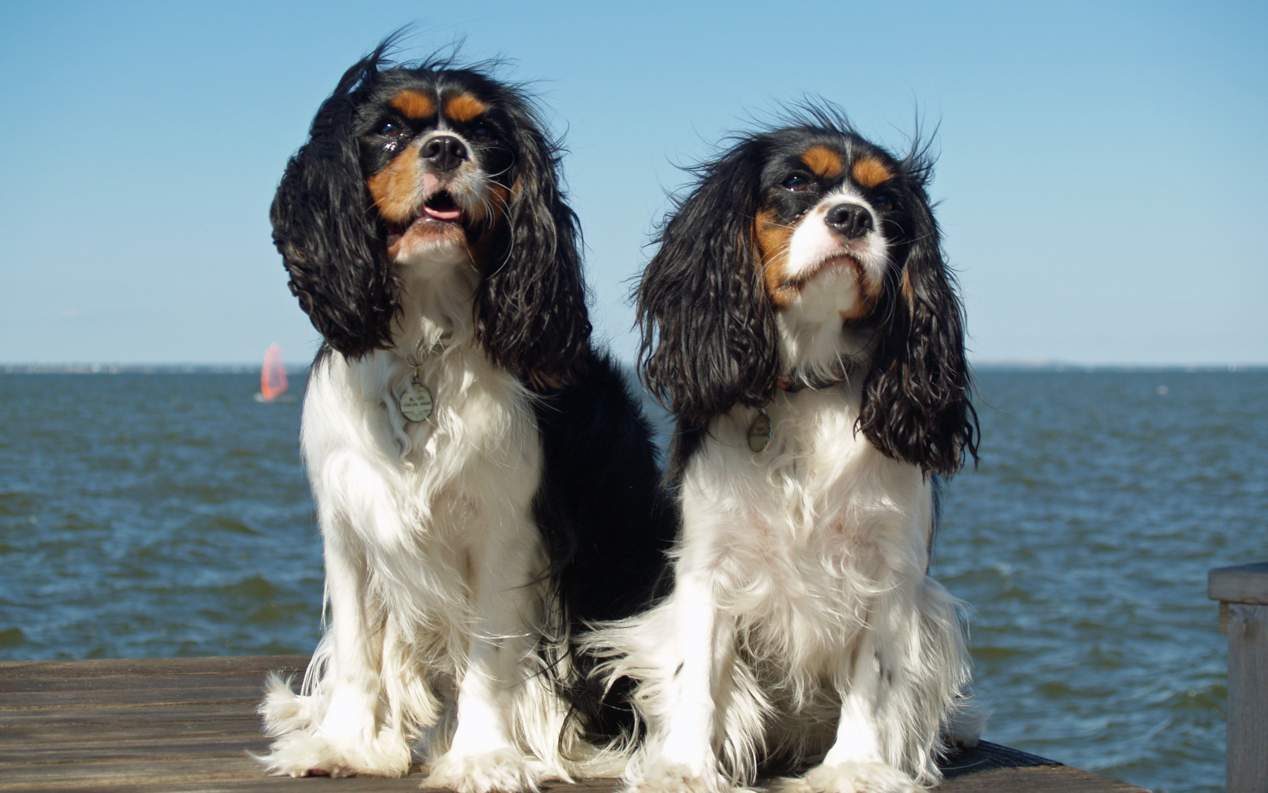 Собаки кавалер кинг чарльз спаниель на фоне моря