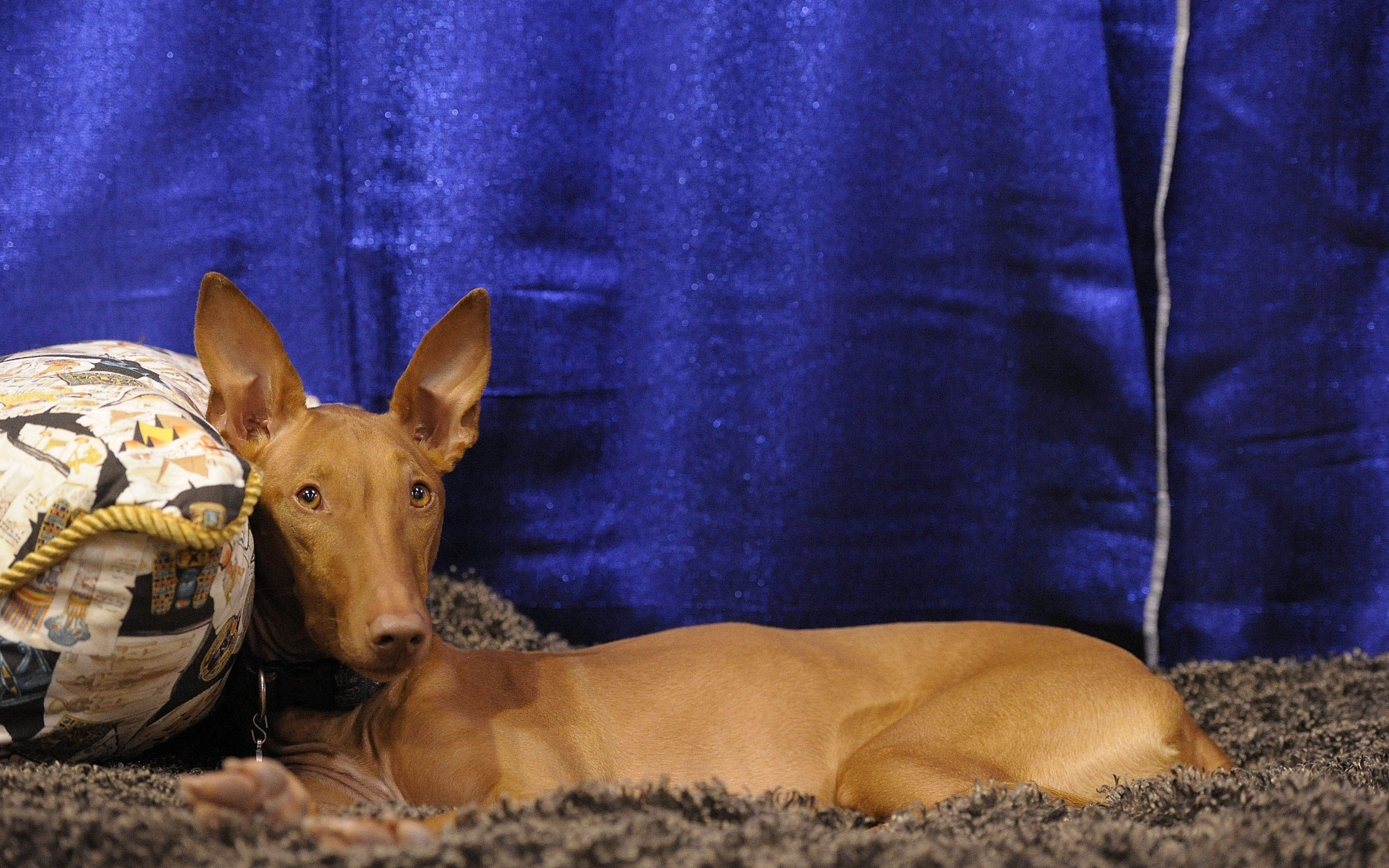 Фараонова собака фотомодель