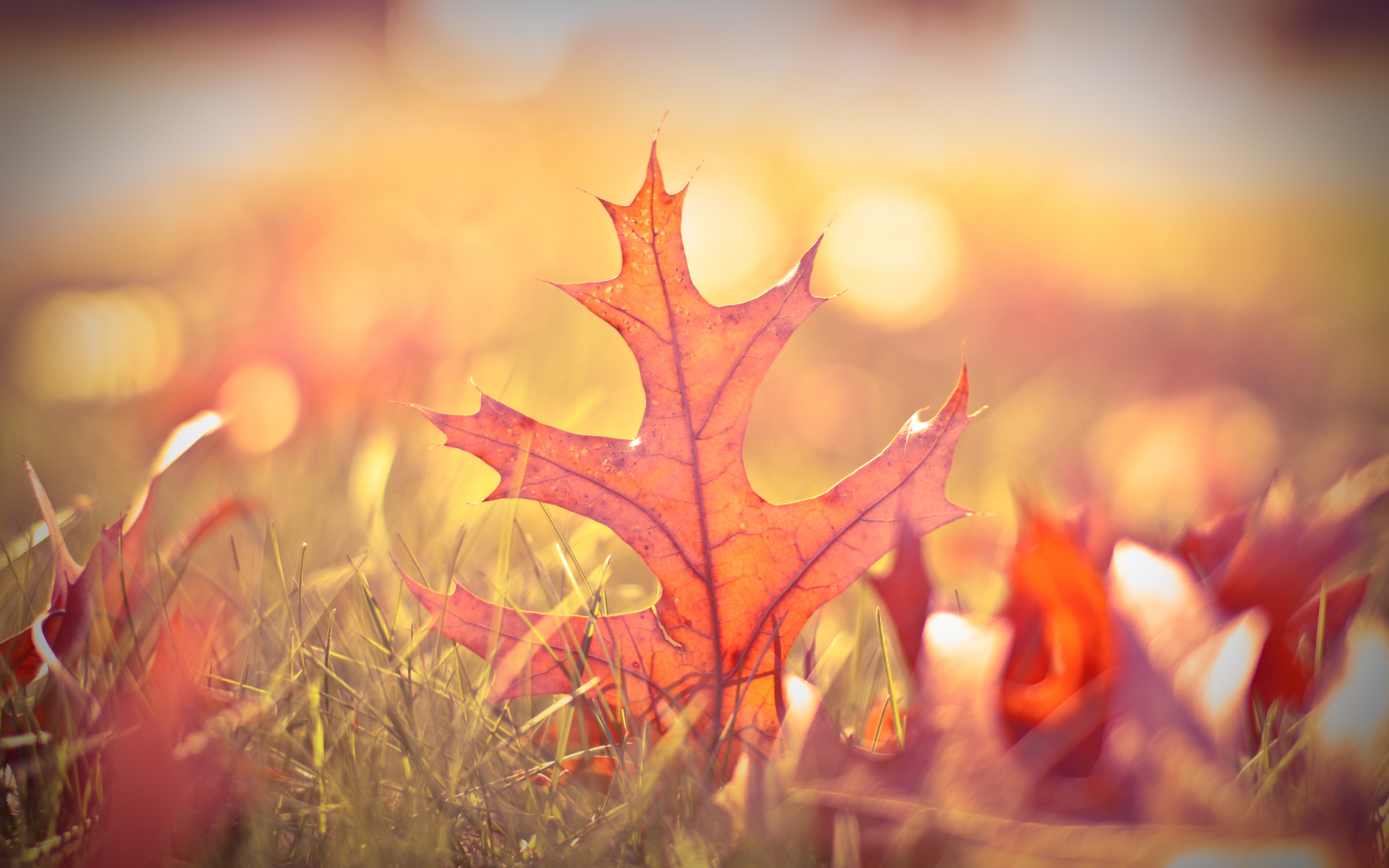 Осенний лист в траве
