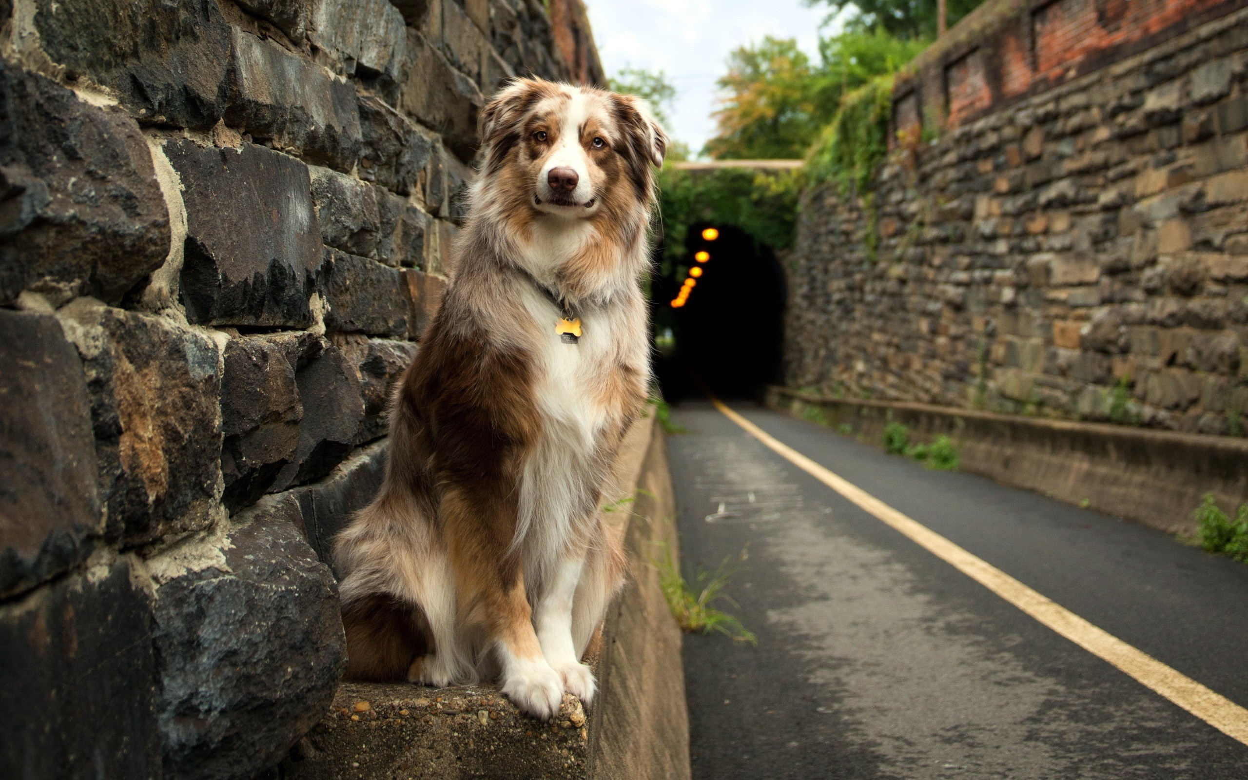 Собака у входа в тоннель