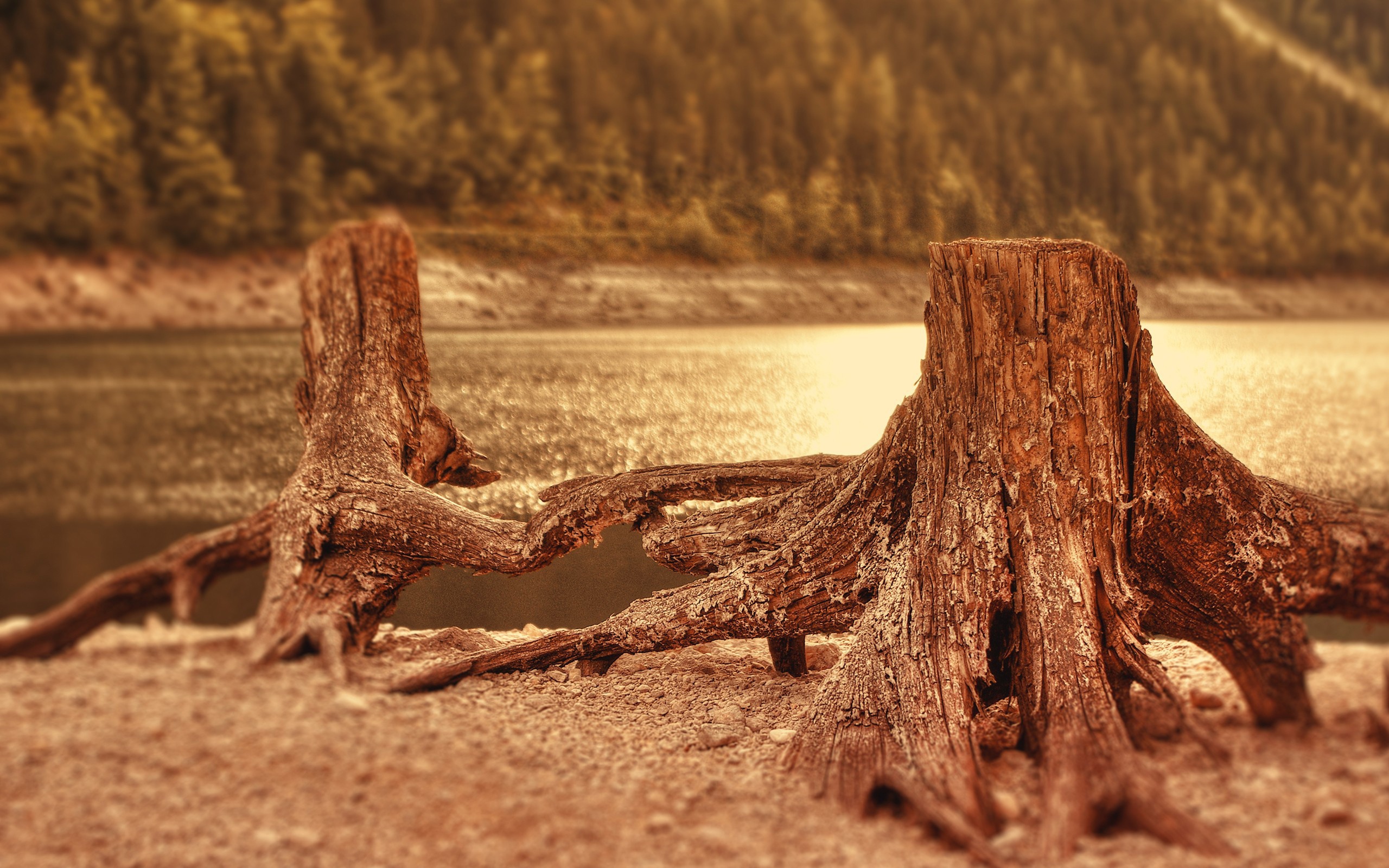 Two stump near the water