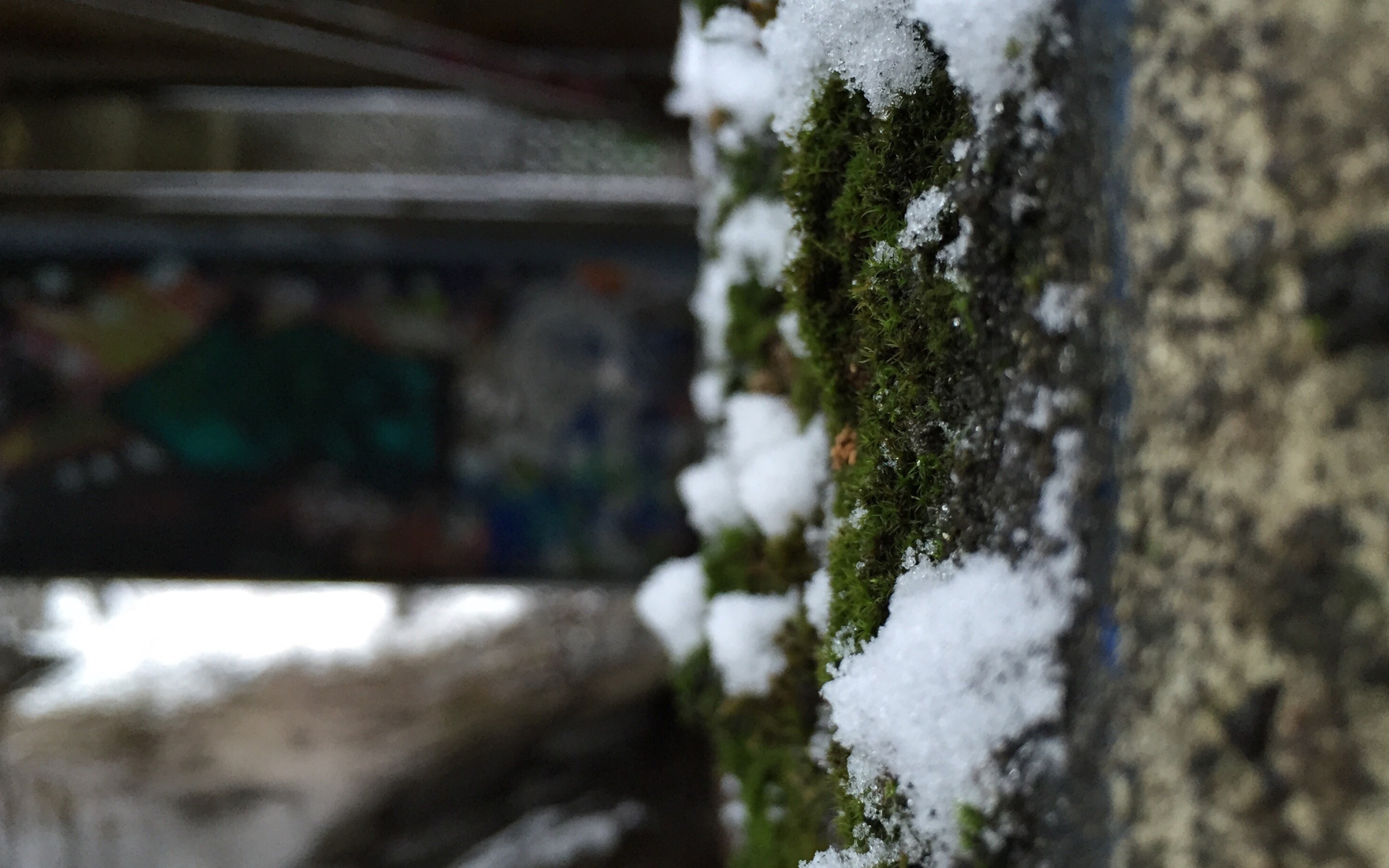 Снег на поросшей мхом стене