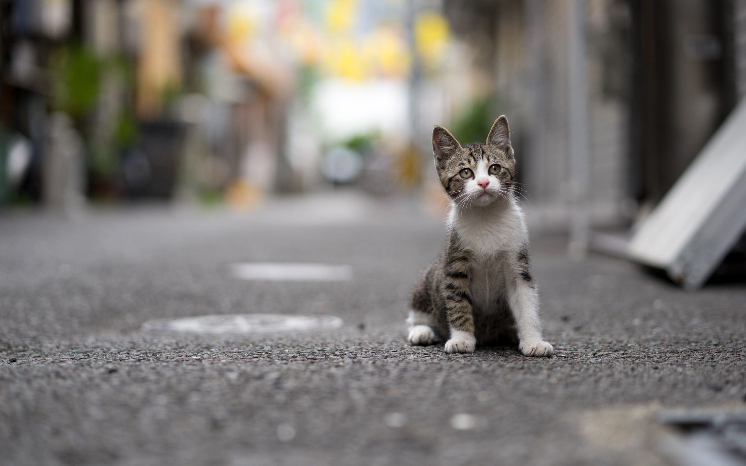 Маленький серый котенок сидит на дороге
