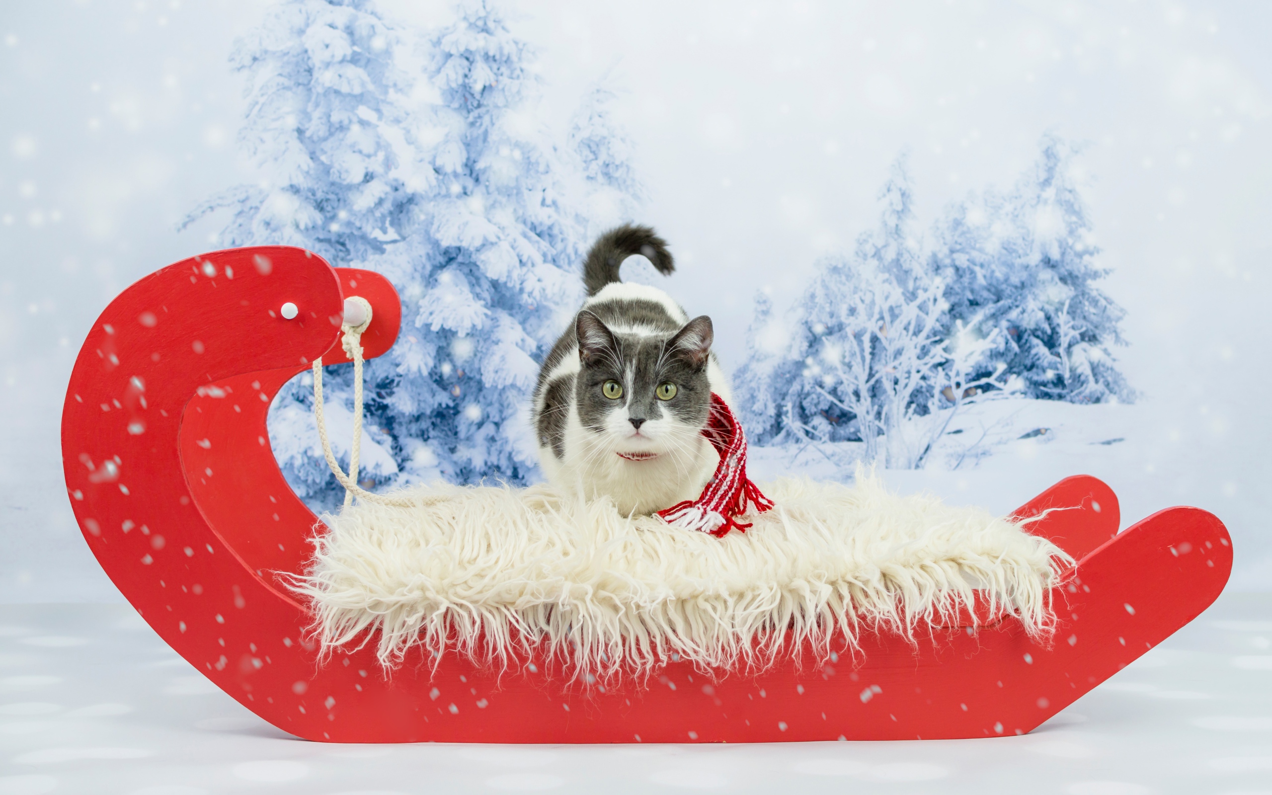 Кот в праздничных красных санях зимой