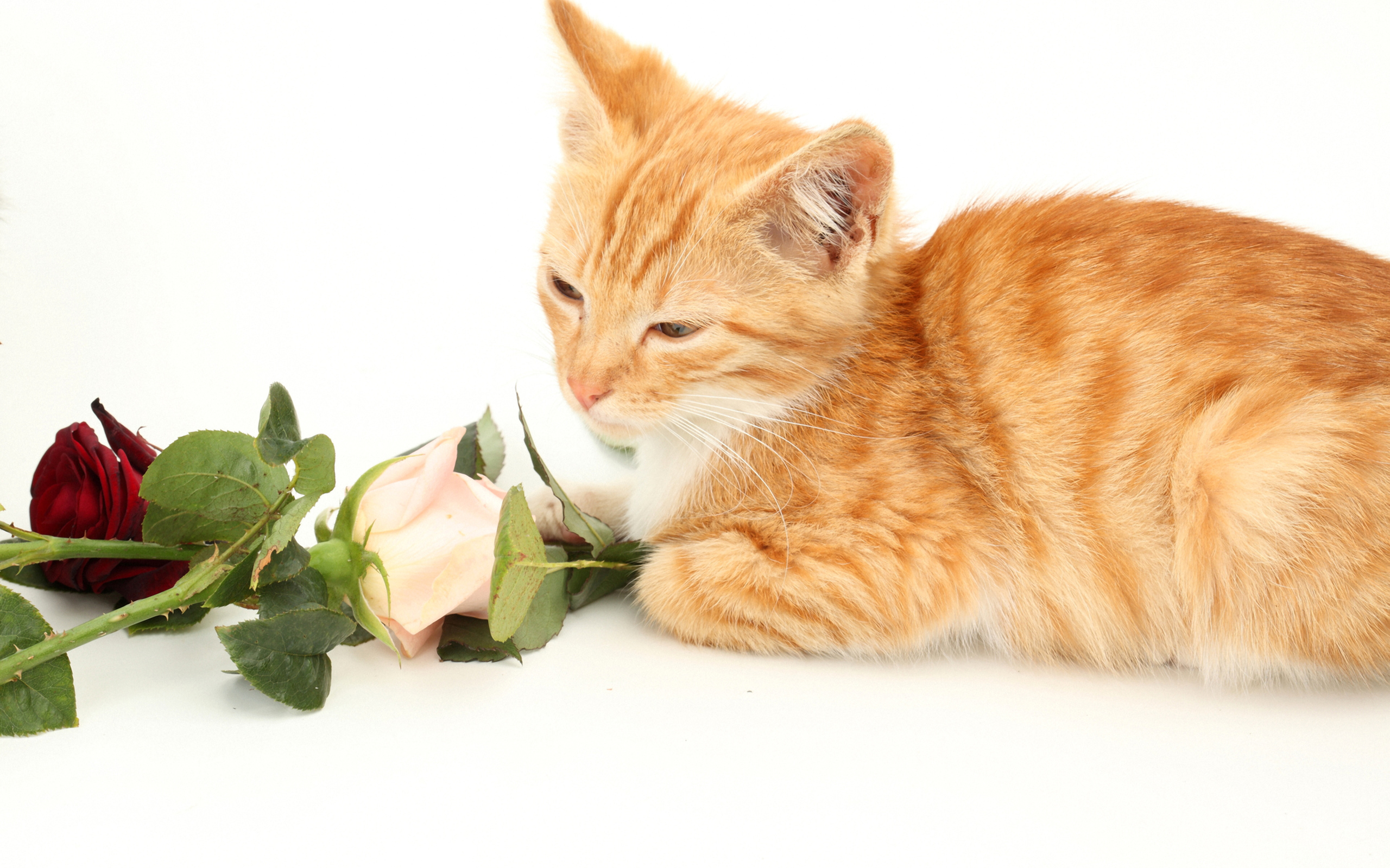 Милый рыжий котенок с розами на белом фоне