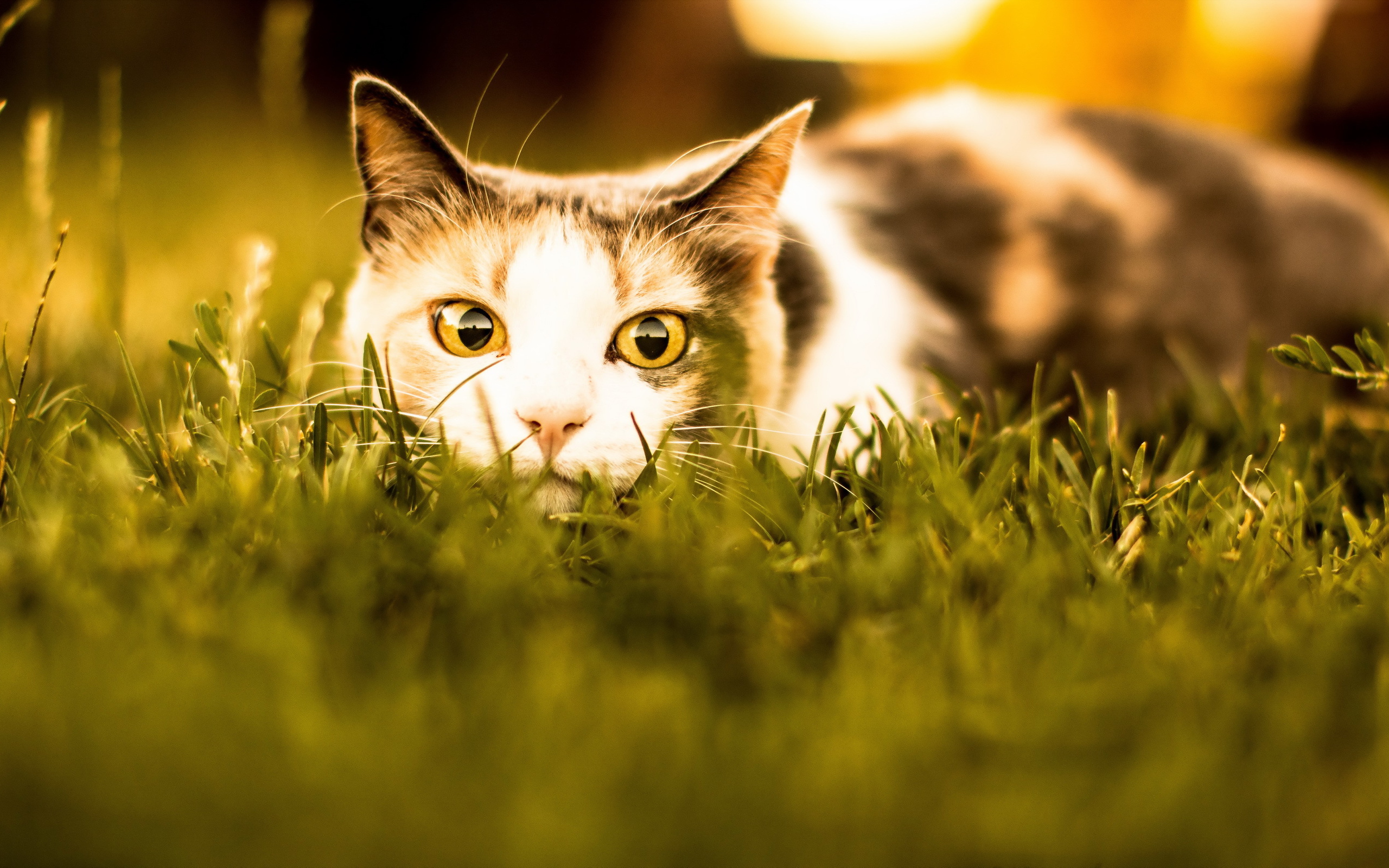 Трехцветная кошка в засаде в траве 