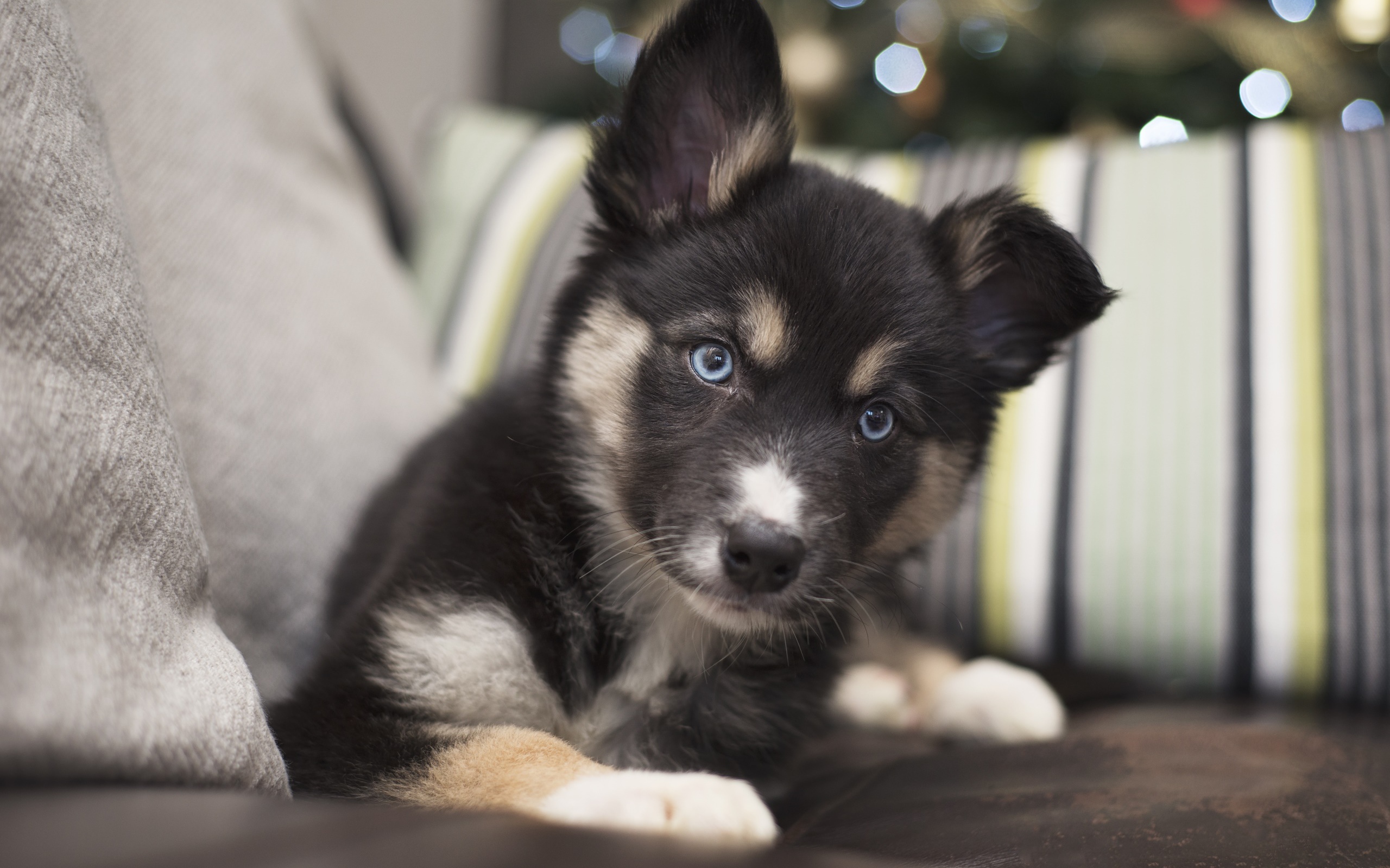Милый маленький щенок с голубыми глазами