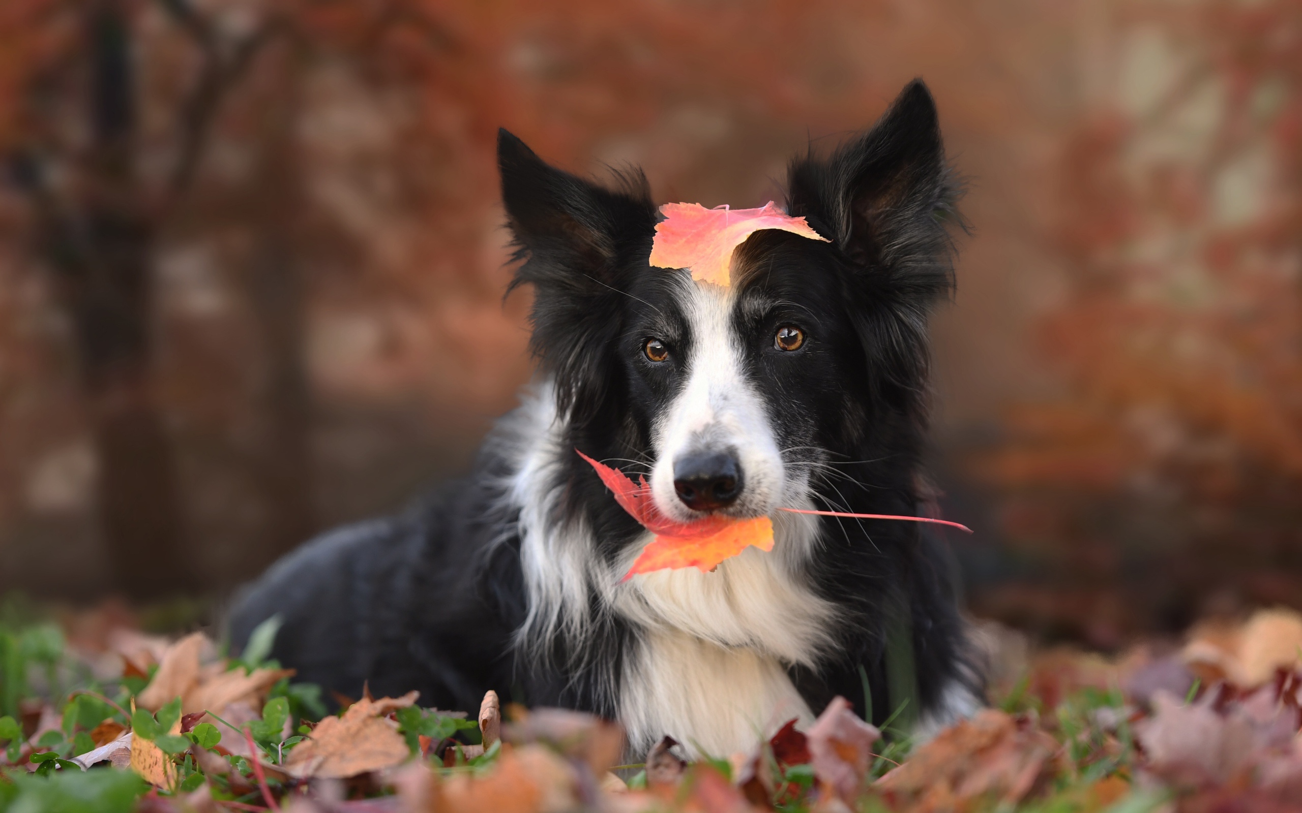 Собака породы бордер колли с желтым листом во рту